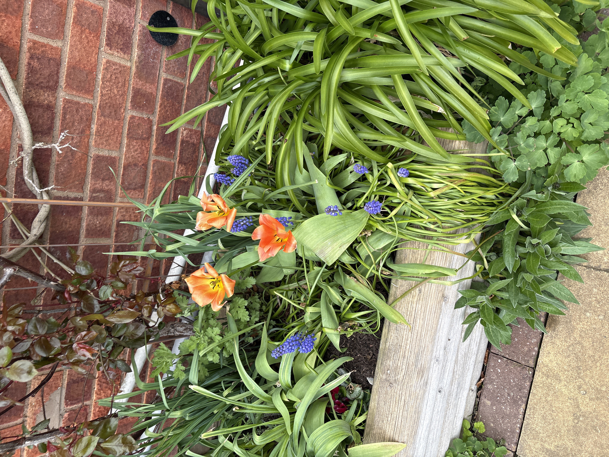 The image shows a garden bed in Longden, United Kingdom. The bed is filled with various plants including orange tulips, blue grape hyacinths, and long-leaved foliage plants. A wooden plank borders one side of the bed, and brickwork is visible nearby. There are no people visible.