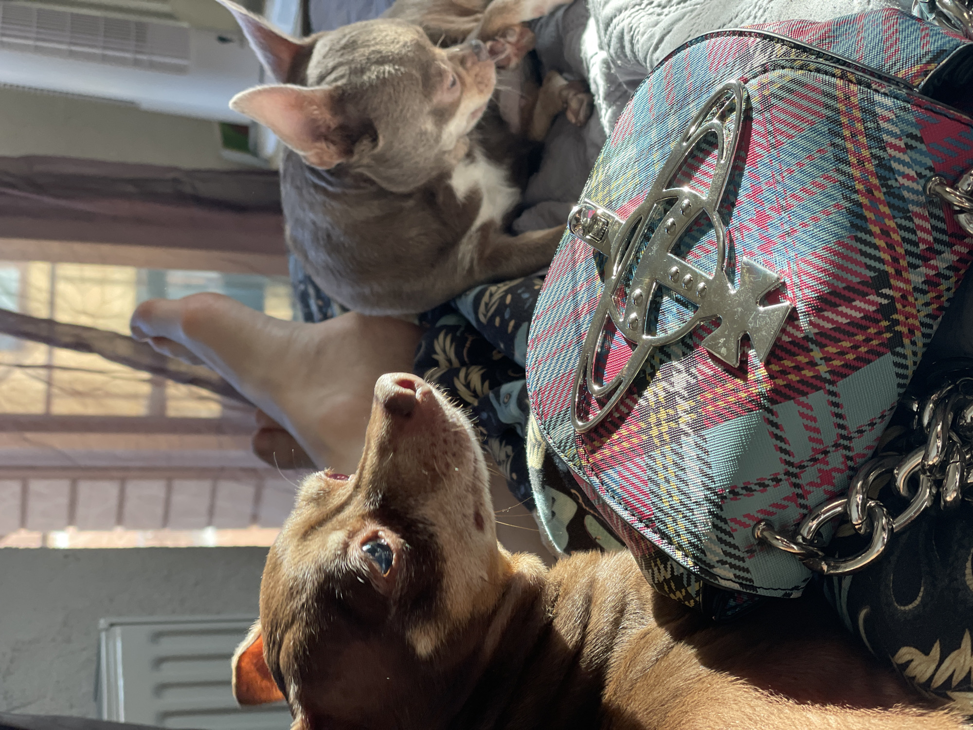 In Kornevo, Russia, an indoor scene captures two small dogs resting on a bed. The dog in the foreground is a reddish-brown Chihuahua or Miniature Pinscher, positioned on the left side of the frame, its head turned to the right, revealing its blue eye and snout. To its right, a brown and white Chihuahua lies down, facing away from the camera. Between the dogs rests a tartan-patterned handbag with a distinctive silver emblem, likely the Vivienne Westwood orb. The handbag has a thick silver chain attached. In the background, a person's bare foot is visible, suggesting they are lying down. Sunlight streams in from a window, casting shadows and illuminating parts of the scene. A radiator is partially visible on the left, and sheer curtains hang in the background. The overall impression is one of a relaxed, domestic setting.