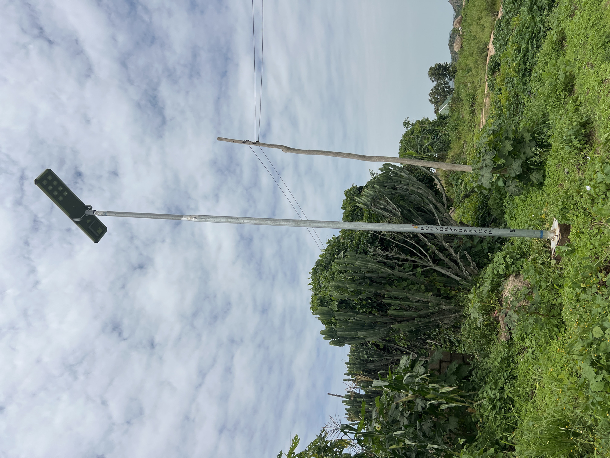 The image depicts an outdoor scene in the city of Dong, Nigeria, featuring a tall, grey metal street light with a solar panel and LED array at its apex. The light pole is positioned centrally and appears to be made of metal, showing some signs of weathering. It is anchored to a concrete base.
The surrounding environment is lush and overgrown with various types of vegetation. Prominently featured is a large, dense cluster of columnar cacti, their segmented arms reaching upwards. Interspersed with the cacti are tall stalks of corn or similar grain, as well as a variety of other green leafy plants and small flowering weeds. In the background, a simple wooden pole supports two dark electrical wires, suggesting a rudimentary power or communication line. Further in the distance, a slightly hazy sky with scattered white clouds forms the backdrop. The terrain appears somewhat uneven, with grassy slopes and scattered rocks visible in the far background, along with a glimpse of what might be a small structure with a green roof. There are no people visible in the image. The overall impression is one of a rural or semi-rural setting, with evidence of both natural growth and basic infrastructure.