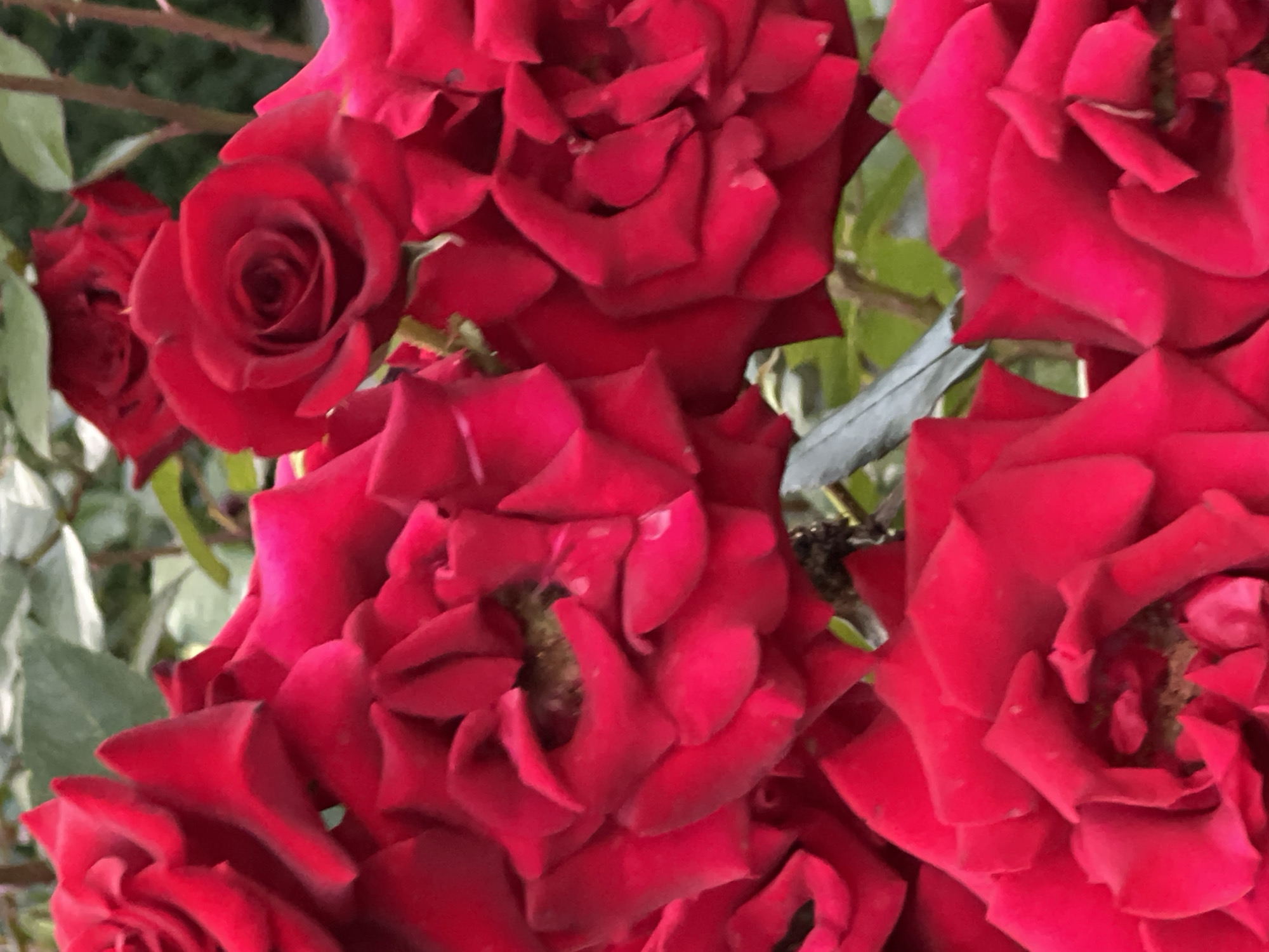 The image shows a close-up view of several vibrant red roses in bloom. The roses are in various stages of opening, with some displaying tightly furled petals and others revealing their centers. The petals are a rich, deep red, and the lighting suggests they are outdoors, possibly in a garden. The background is softly blurred, showing glimpses of green foliage and perhaps some darker stems or branches, indicating a natural setting. There is no discernible location in Krasnodar, Russia, or any other specific geographical markers present in the image. The focus is entirely on the flowers themselves, highlighting their texture, color, and delicate form. There are no people, animals, or any objects other than the flowers and the surrounding greenery. The scene appears peaceful and serene, capturing the beauty of the roses in bloom.