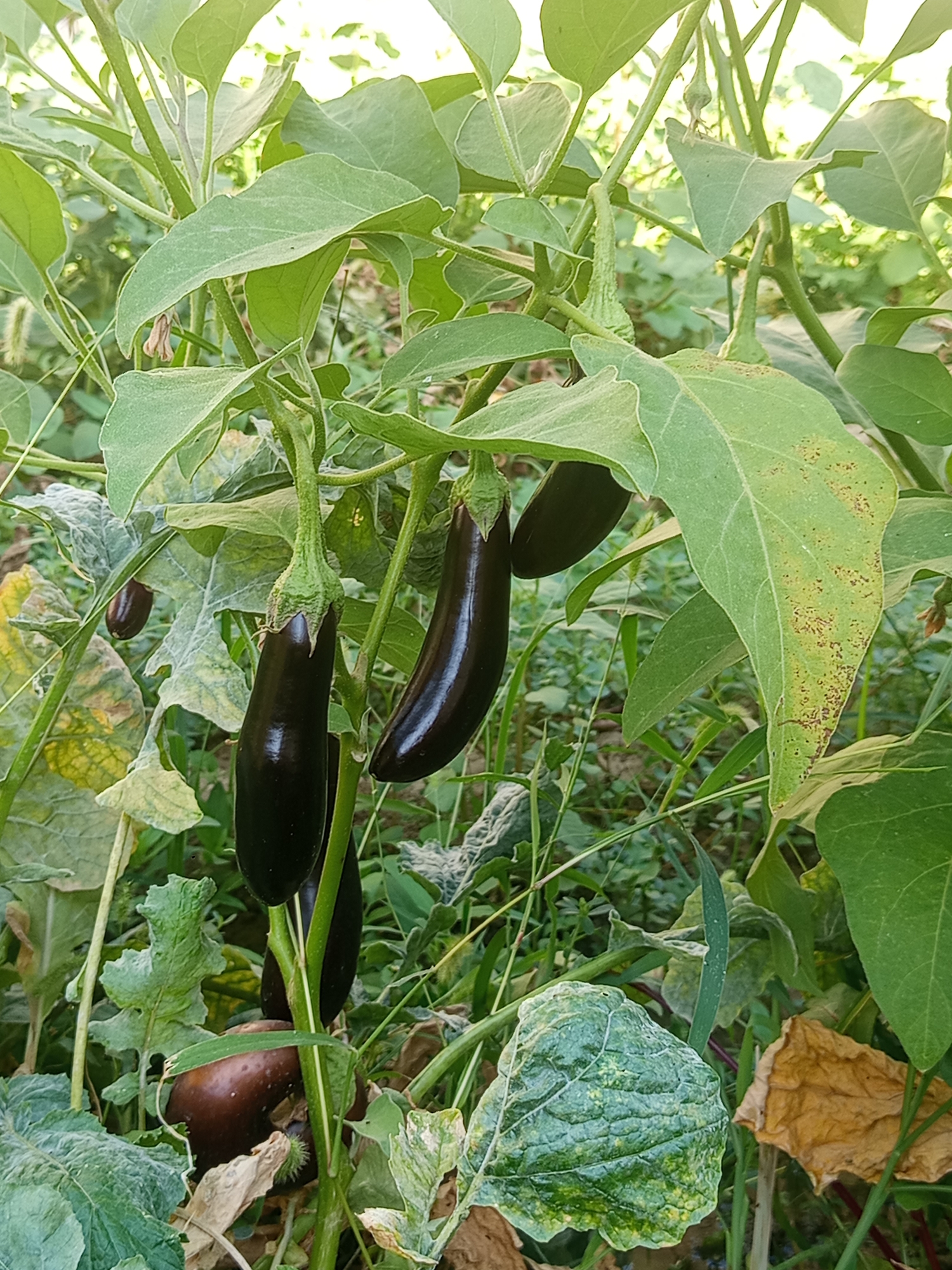 A close-up, vertical shot shows several ripe eggplants hanging from a leafy green plant in an outdoor garden. Three dark purple eggplants are prominently displayed in the center of the frame, with their smooth, glossy skins reflecting light. To the left and bottom of these, a smaller, reddish-brown eggplant is partially obscured by leaves. The plant's large, textured green leaves, some showing signs of yellowing and browning, form a dense canopy around the fruit. The background is a blur of green foliage and muted earth tones, suggesting a natural, uncultivated setting. The image is devoid of any human presence.