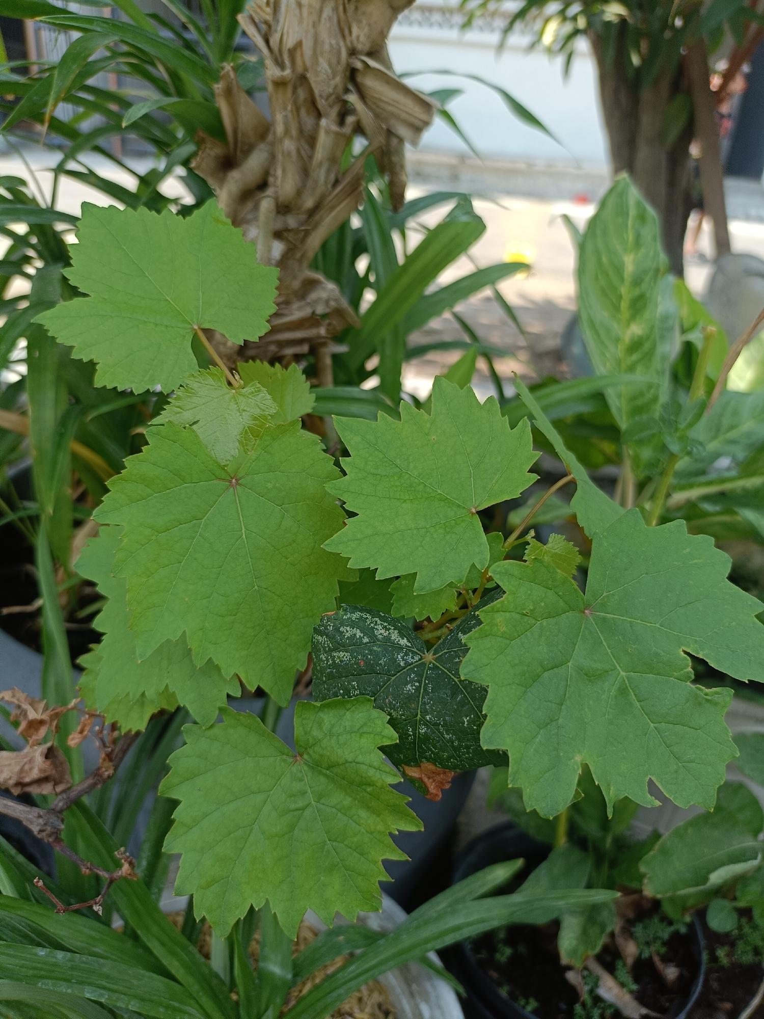 The image is a close-up, outdoor photograph taken at street level in the city of Kediri, Indonesia. The primary focus is on a cluster of vibrant green grape leaves. The leaves are broad, with distinct lobed shapes and serrated edges, characteristic of grapevines. Some leaves exhibit a slightly crinkled texture, while others appear smooth. A thin, brown vine stem connects some of the leaves.
In the background, out of focus, are other elements of a garden or yard. To the left, a portion of a textured, brownish trunk, possibly from a palm tree, is visible. Interspersed are long, slender green leaves of another plant, and to the right, a thicker, darker tree trunk. The ground appears to be a mix of soil and paving stones, with some dry leaves scattered around. The overall lighting suggests it is daytime, with diffused sunlight illuminating the scene. The presence of potted plants and a paved area indicates a residential or public outdoor space.