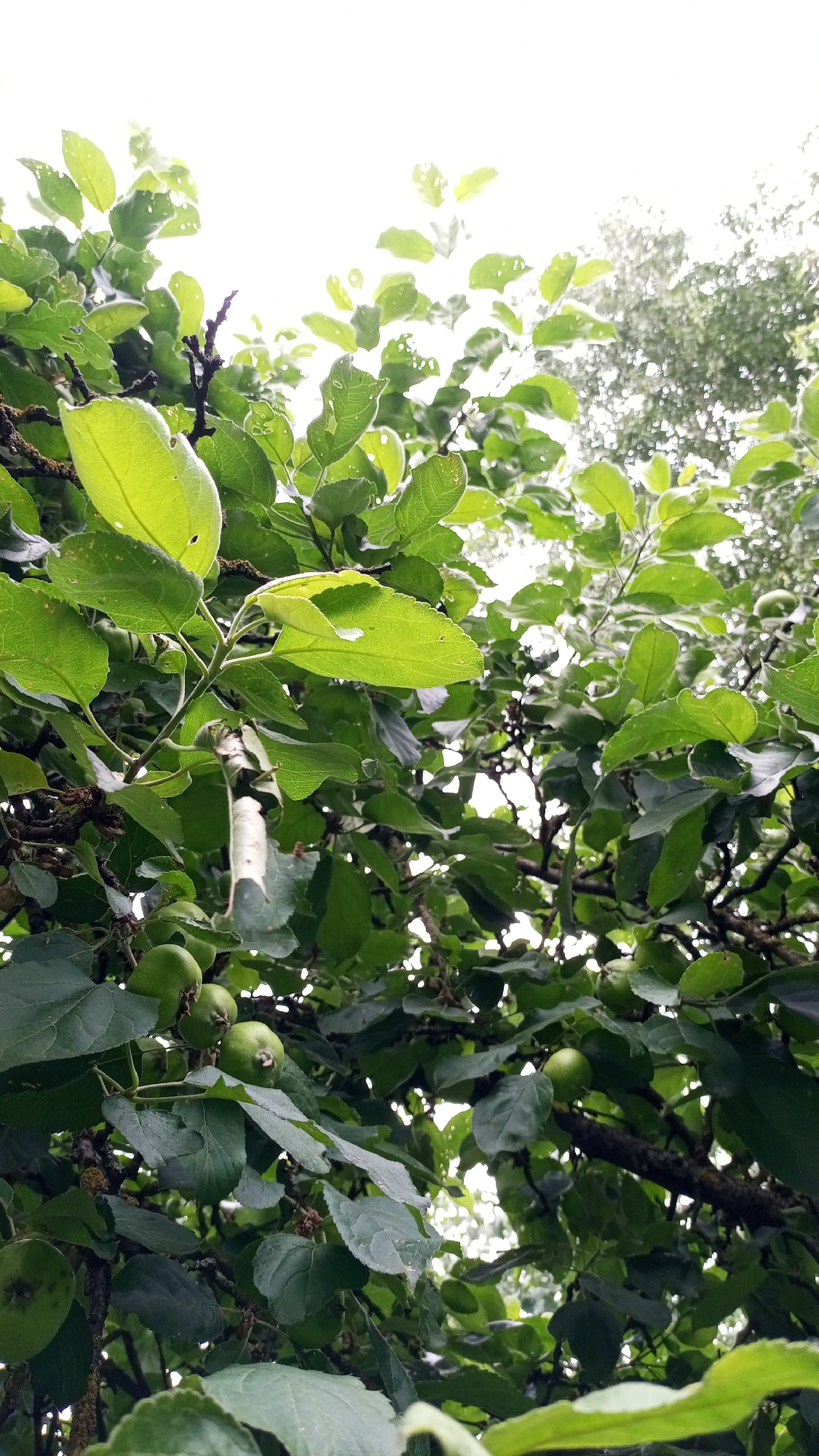 The image depicts a close-up view of an apple tree laden with small, green apples. The branches are covered in lush, green leaves, some of which have small holes, possibly indicating insect activity. The perspective is from below, looking up through the canopy towards a bright, overcast sky. The lighting suggests it is daytime, and the overall atmosphere is one of natural abundance. In the background, out-of-focus foliage hints at a wooded or garden setting. There is no visible text in the image. The location context of Юдино, Russia, places this scene in a natural environment within that region.