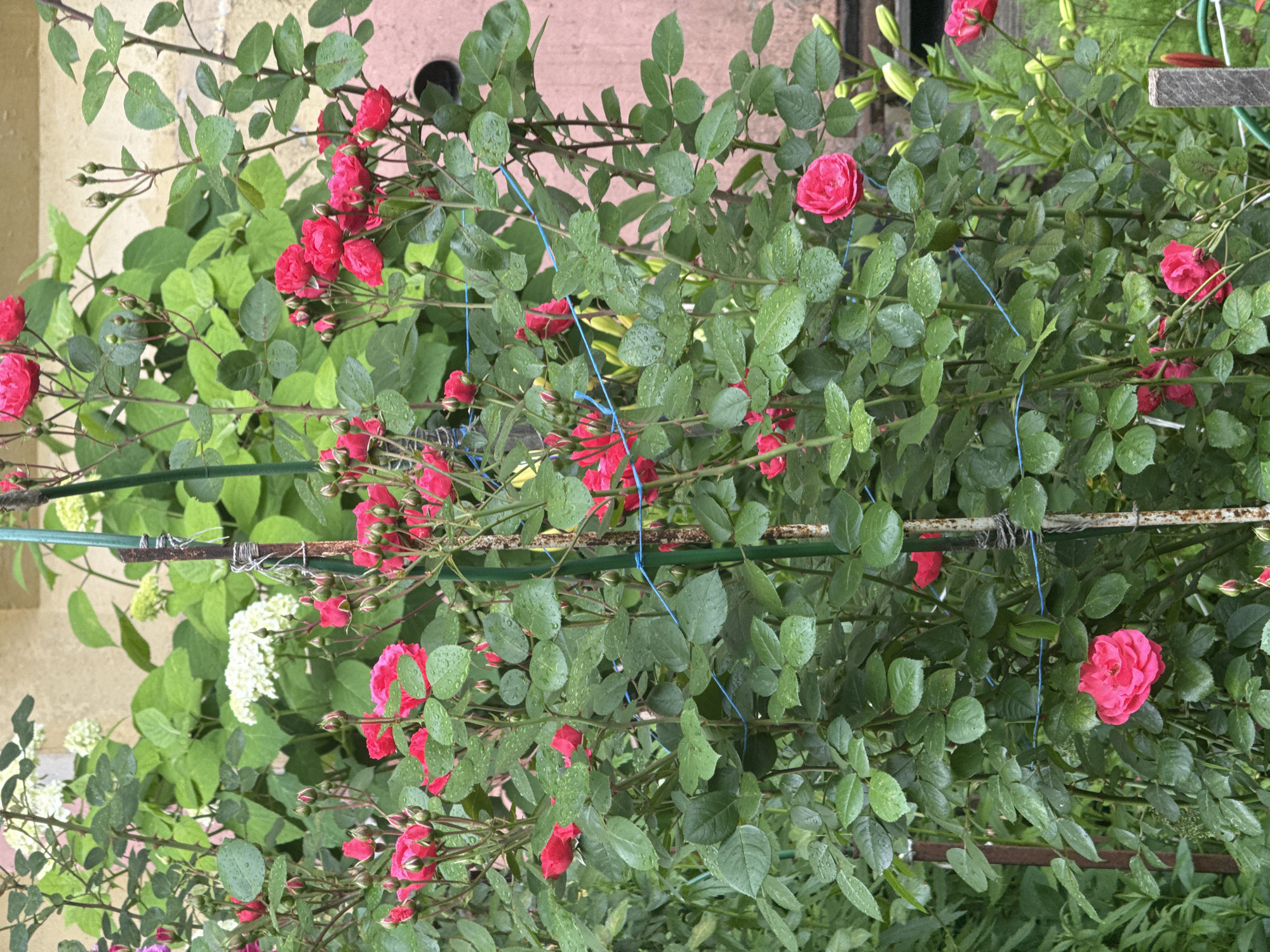 This is a medium shot, eye-level photograph of a rose bush with red flowers and green leaves, some of which are wet with raindrops. The rose bush is growing in what appears to be a garden or yard. In the background, there is a beige wall and a pinkish-red surface, possibly a wall or a tiled area. There are also some white flowers, possibly hydrangeas, visible on the left side of the frame. The rose bush is supported by green stakes and a rusty metal bar that has been wrapped with wire. Blue strings are also used to tie the branches of the rose bush. The lighting suggests it is daytime, possibly after or during a rain shower, given the water droplets on the leaves and flowers. The overall scene is one of a lush, blooming garden. There is no visible text in the image. The location context is Krasnogorsk, Russia.