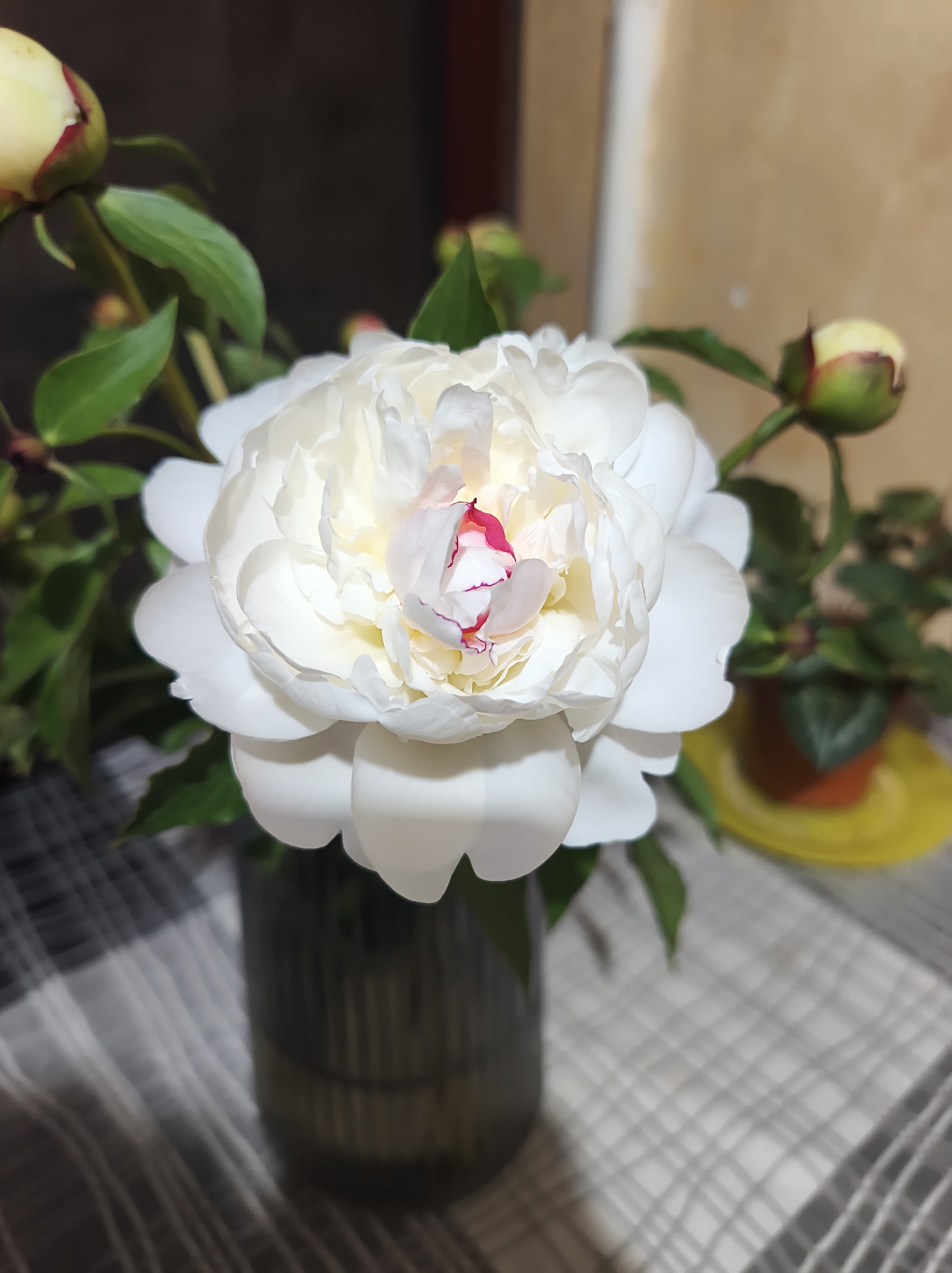 A close-up photograph shows a white peony in full bloom, set in a dark vase. The flower is the focal point, exhibiting numerous delicate petals and a hint of red in the center. Several unopened flower buds are visible, with green leaves. The vase sits on a checkered tablecloth. In the background, another plant in a small pot rests on a yellow plate. The environment is dimly lit, with a blurred background suggesting an indoor setting. It is not possible to confirm the location as the city of Ternopil, Ukraine, without additional visual or contextual clues.
