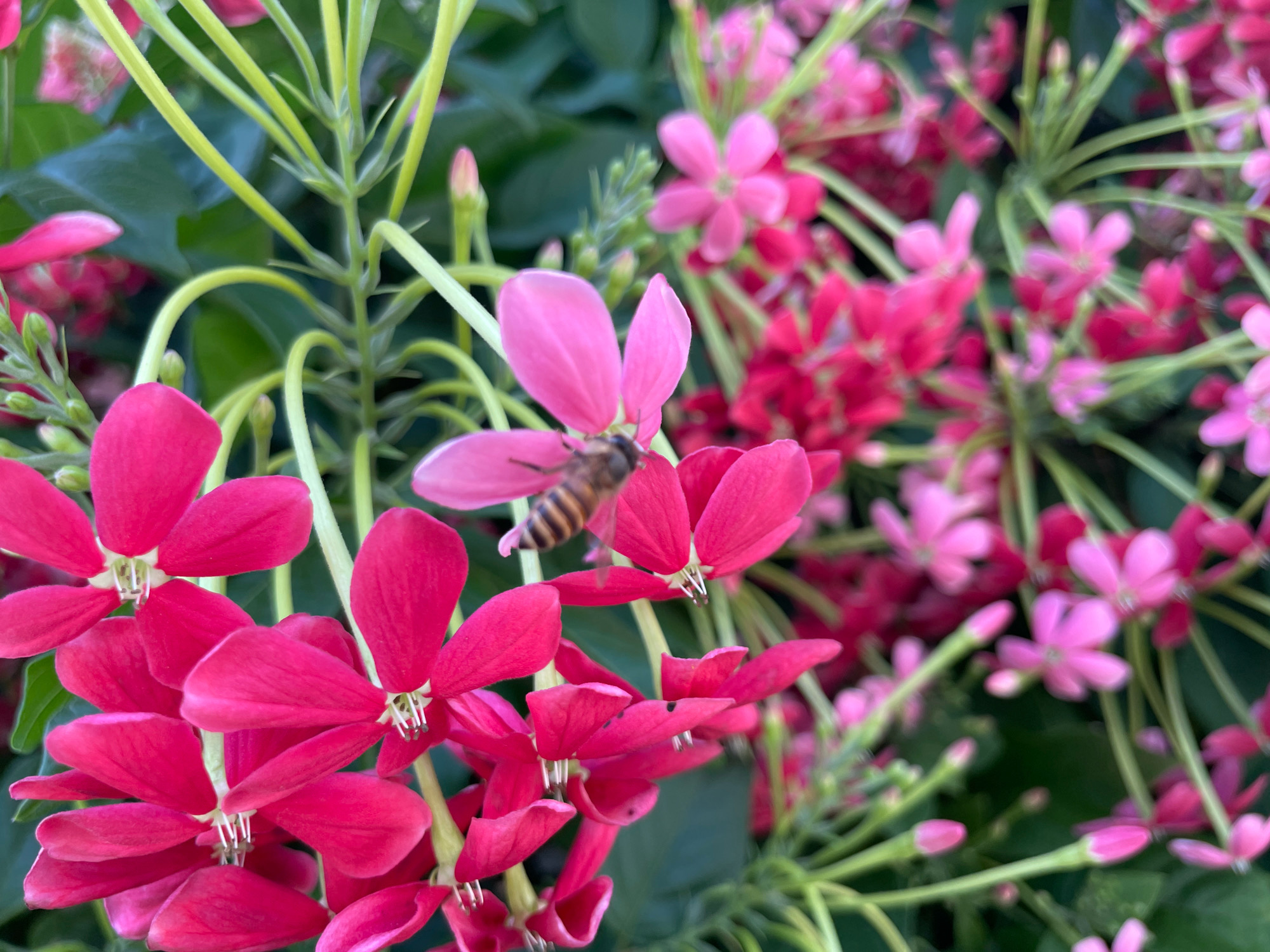 The image displays a close-up view of vibrant pink and fuchsia flowers, possibly Rangoon creeper (Combretum indicum), in bloom. The flowers are clustered on thin, light green stems amidst lush green foliage. A bee with a striped abdomen is prominently featured in the upper center, hovering or resting on one of the pink blossoms. The background is softly blurred, emphasizing the sharp details of the flowers and the insect. The scene appears to be an outdoor garden or natural setting, indicative of the tropical or subtropical climate found in regions like Bhapoo, India, where such flora thrives.