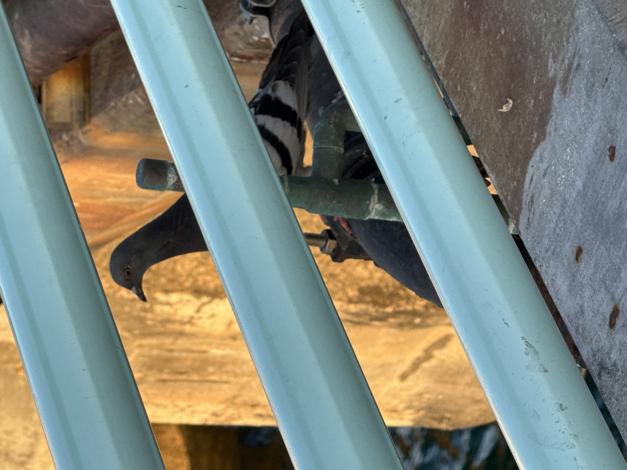 Two pigeons are partially visible behind light blue metal railings in Manhattan Beach, California. The pigeon in the foreground is dark gray with an orange eye and is looking to the left. The second pigeon is mostly obscured, but its black and white striped wing is visible. Both birds are perched on a weathered surface next to a rusted green pipe. In the background, a textured, warm-toned wall is illuminated by sunlight. A small body of water is visible to the left of the wall. The scene appears to be outdoors, possibly near a pier or waterfront structure.