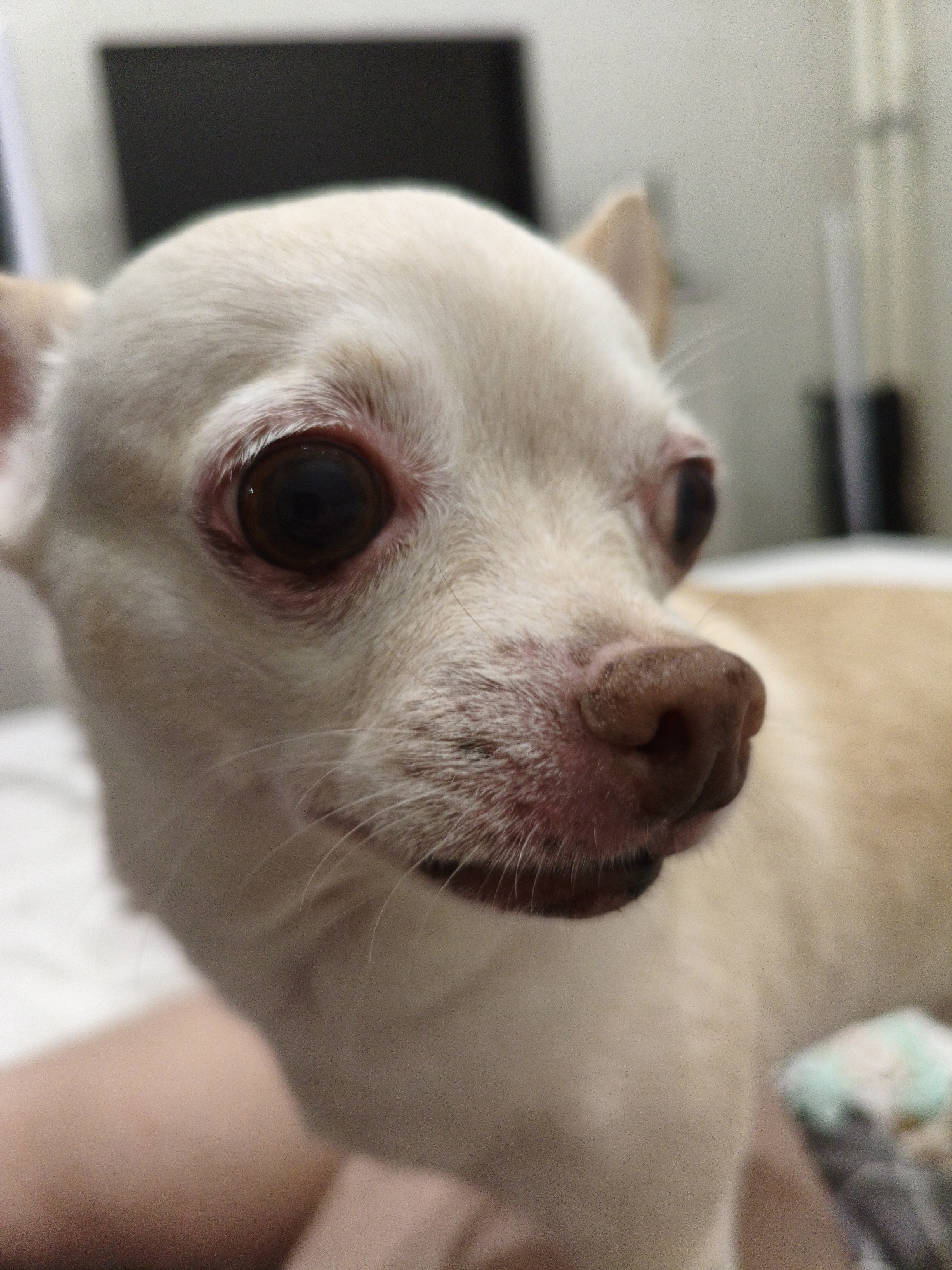 The image is a close-up, eye-level photograph of a white and tan chihuahua's face, taken indoors. The dog is facing to the right of the frame, with its head tilted slightly downwards. The focus is on the dog's head, particularly its large, dark eyes and moist, pinkish-brown nose. The dog's fur is short and appears clean. Redness is visible around the dog's eyes. In the background, a dark rectangular object is visible on the left, possibly a television or monitor. The wall behind the dog is a light color, with some vertical lines suggesting blinds or furniture. The lower part of the image shows a blurred area of skin, likely a person's leg or arm, and a hint of a light-colored blanket or cushion with a light blue and white pattern. There is no information in the image to suggest a location in Chelyabinsk, Russia.