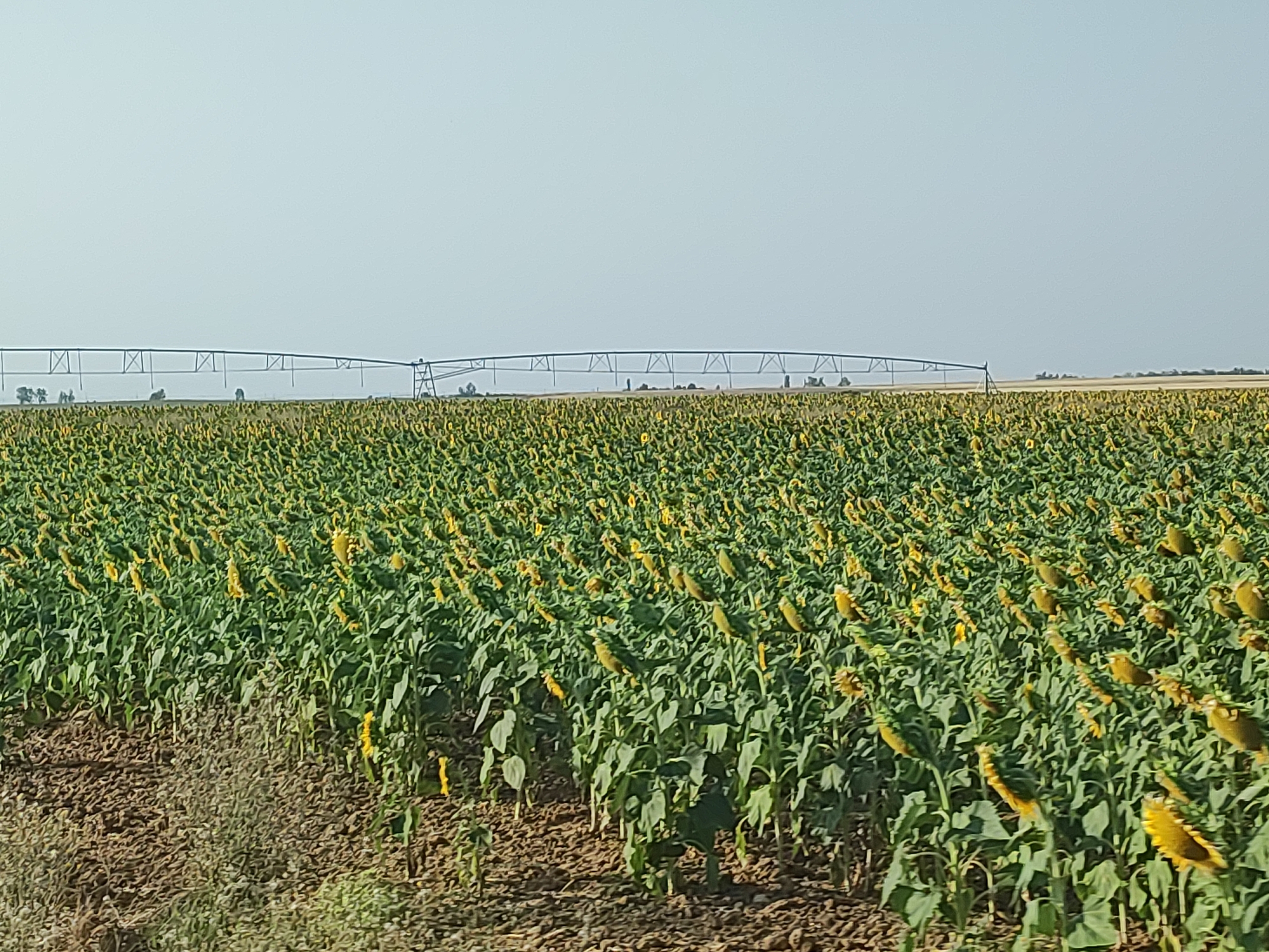 The image shows a vast field of sunflowers in Autillo de Campos, Spain. The sunflowers are predominantly yellow, with green leaves and stalks. They are planted in neat rows stretching towards the horizon. In the background, a large agricultural irrigation system, resembling a long metal structure with supports, spans across the field. The sky is a clear, pale blue with a light haze. The ground in the foreground appears to be dark soil, with some patches of dry vegetation. The scene depicts a rural agricultural landscape.