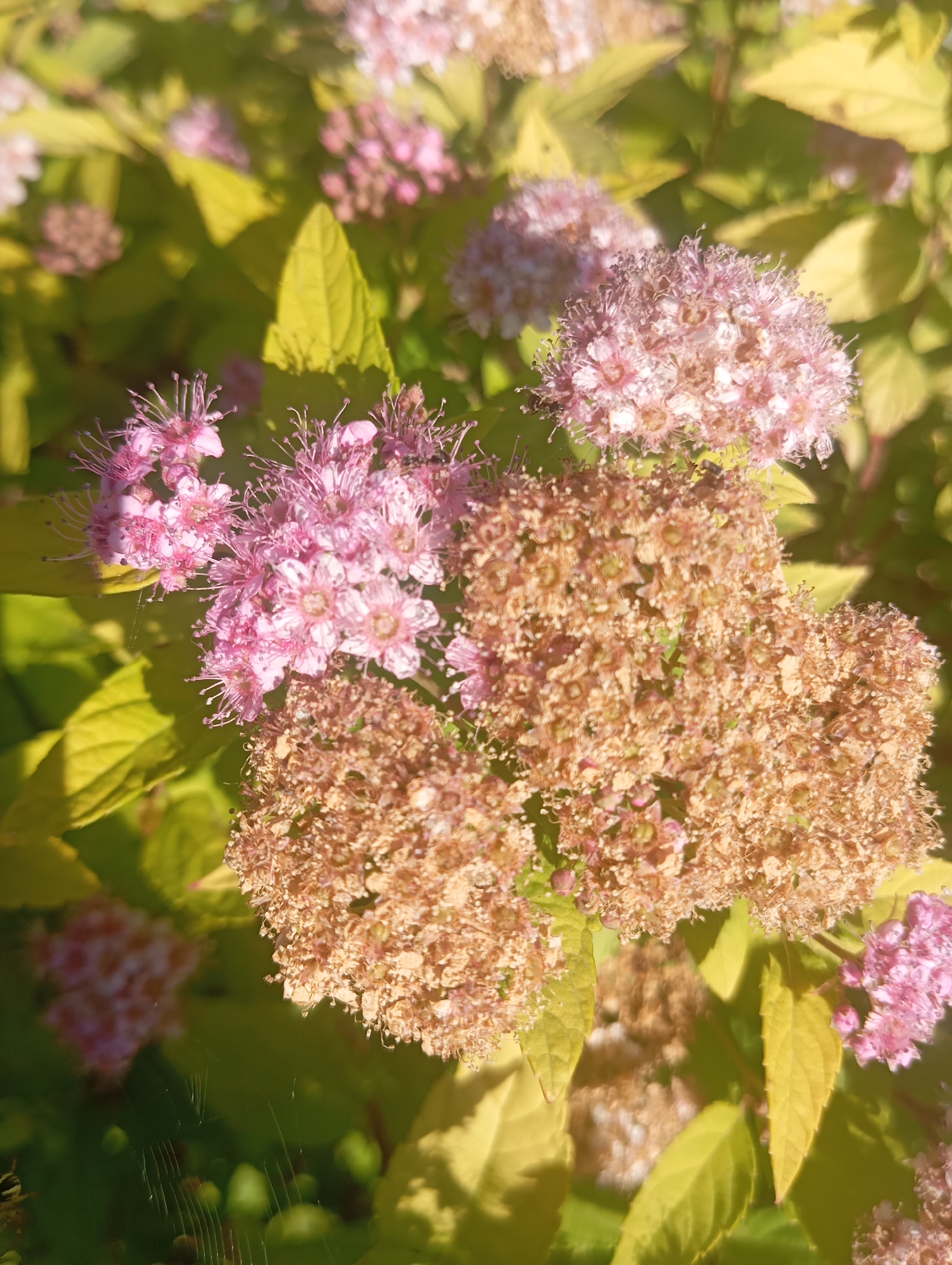 The image shows a close-up of flowering bushes with delicate pink blossoms and dried brown flower clusters, set against a backdrop of yellow-green foliage. The lighting suggests a sunny day, with a soft glow illuminating the scene. The setting appears to be a garden or park area. While the image itself does not provide specific location details beyond the general flora, it is presented in the context of Sofiivska Borshchahivka, Ukraine. There are no people or animals visible in the image. A spiderweb is faintly visible in the lower left quadrant.