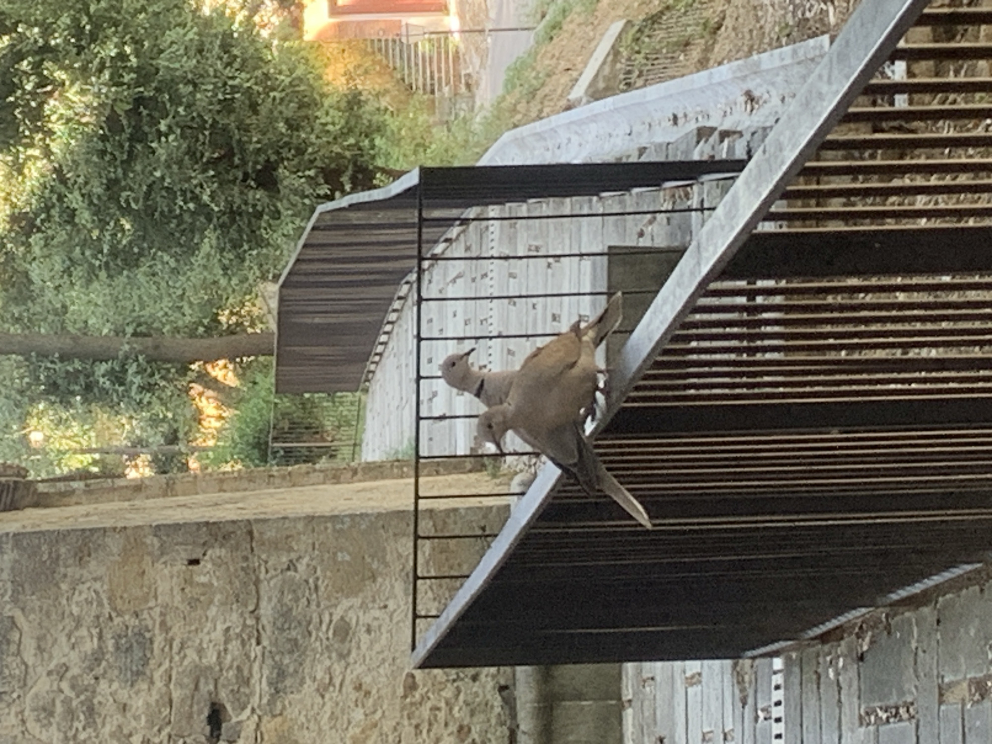 Two Eurasian collared doves are perched on a black metal railing in San Quirico d'Orcia, Italy. The doves are light brown with black markings around their necks. The railing is in the foreground, with a stone wall and trees visible in the background. There are also steps and a fence in the background, suggesting an outdoor setting. The scene is lit by sunlight, casting shadows on the ground.