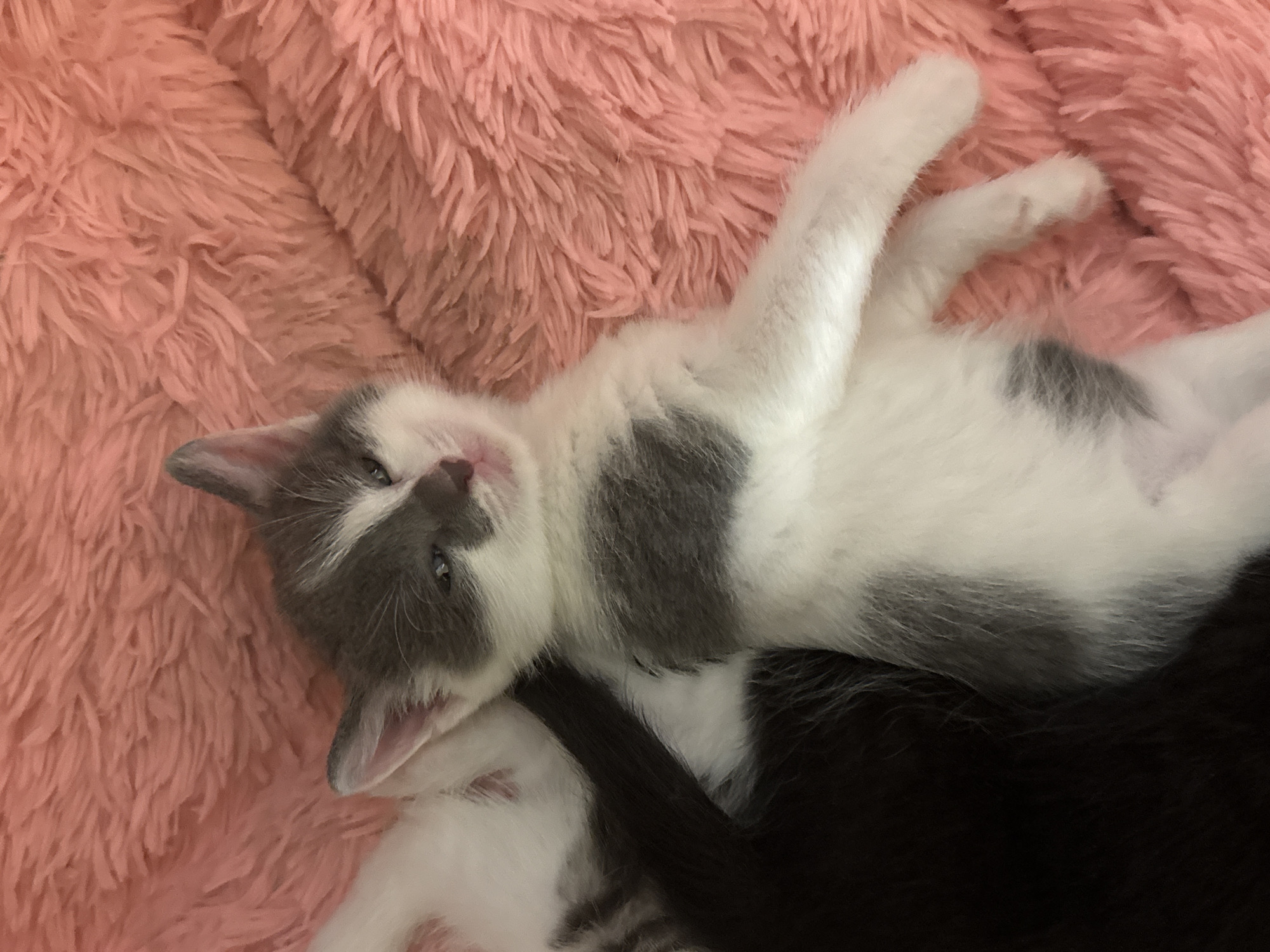 A black and white kitten lies on a pink, fluffy surface. The kitten is mostly white with grey markings on its head, back, and a spot on its belly. Its eyes are partially closed, and its mouth is slightly open, giving it a sleepy or contented expression. The kitten's paws are visible, resting on the surface. To the left of the kitten, a dark-colored tail is visible, suggesting another animal, likely another kitten, is present but not fully in frame. The pink surface appears to be a blanket or rug, with a soft, plush texture. There are no people visible in the image, and no discernible elements that would indicate a specific location in Saint Petersburg, Russia. The scene is indoors, with the lighting suggesting artificial light or diffused natural light.