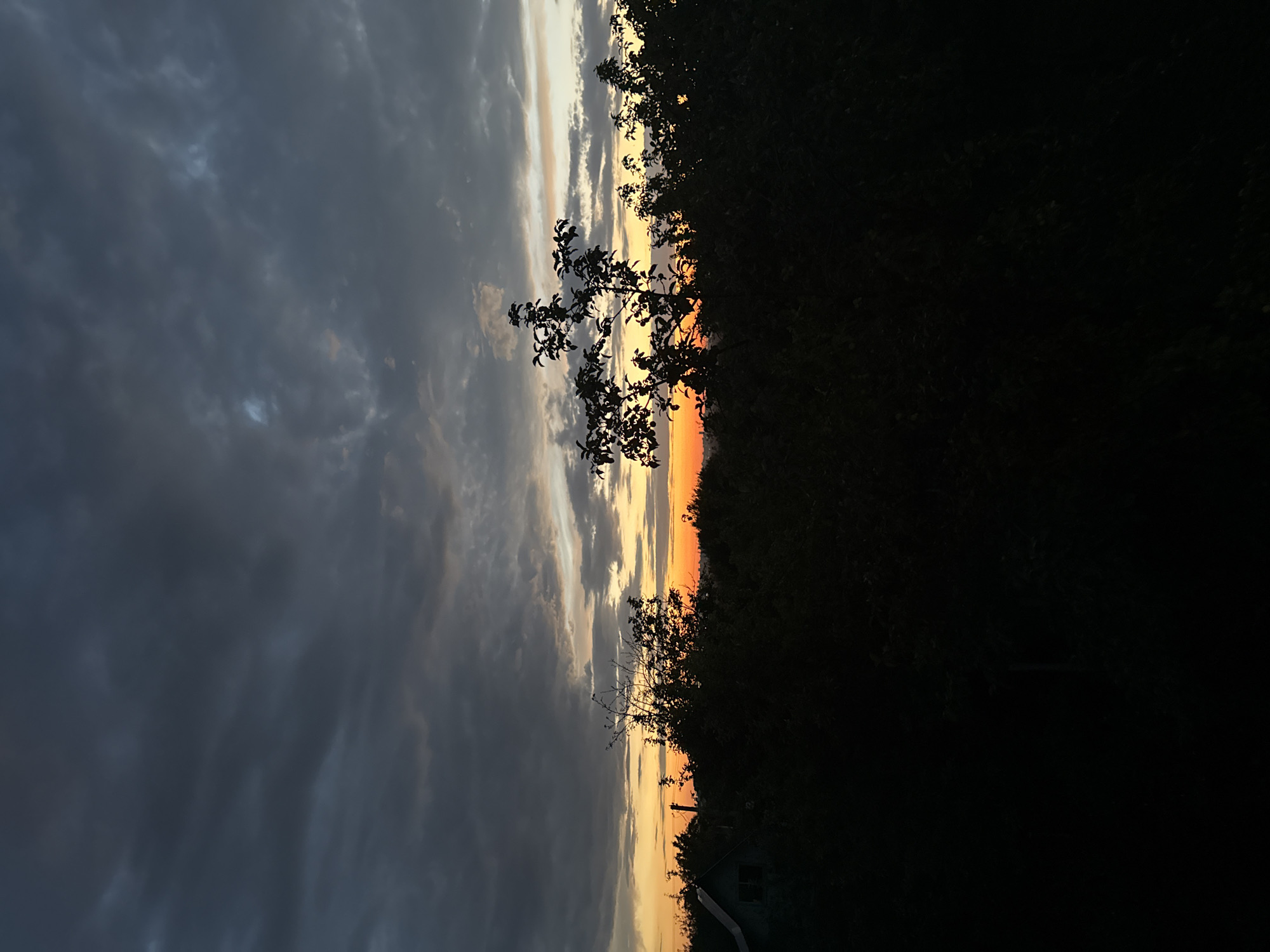 A dark, silhouette landscape is captured at dusk or dawn. The foreground is filled with the dark, dense foliage of trees and bushes, completely obscuring the ground. A small, light-colored structure with a dark roof and a window is partially visible on the far left side, nestled amongst the vegetation. A bare-branched tree stands prominently in the midground, its branches silhouetted against the sky. The sky itself is a dramatic display of dark, heavy clouds in the upper portion, transitioning to a band of vibrant orange and yellow hues near the horizon. The sunset or sunrise colors illuminate the undersides of some clouds, creating a striking contrast between light and dark. The overall impression is one of a natural, undeveloped area on the outskirts of a settlement.
