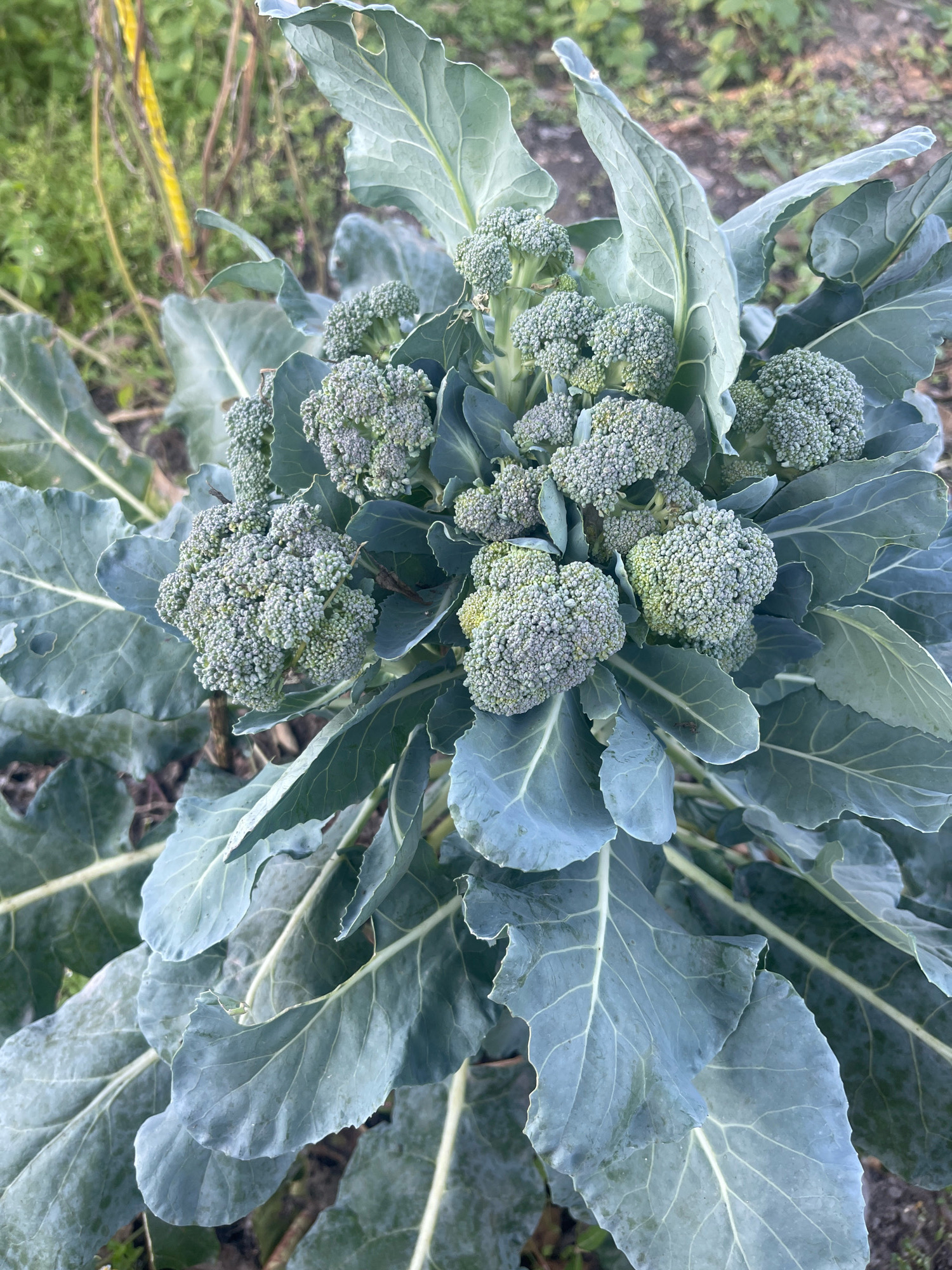 The image shows a close-up of a mature broccoli plant with a large head of green florets and broad, blue-green leaves. The plant is growing outdoors in what appears to be a garden or farm. The background is blurred but suggests a natural environment with some green foliage and brown soil. There are no people or animals visible in the image. The lighting suggests it is daytime, possibly overcast. No specific location in Artyom, Russia can be determined from the image alone.