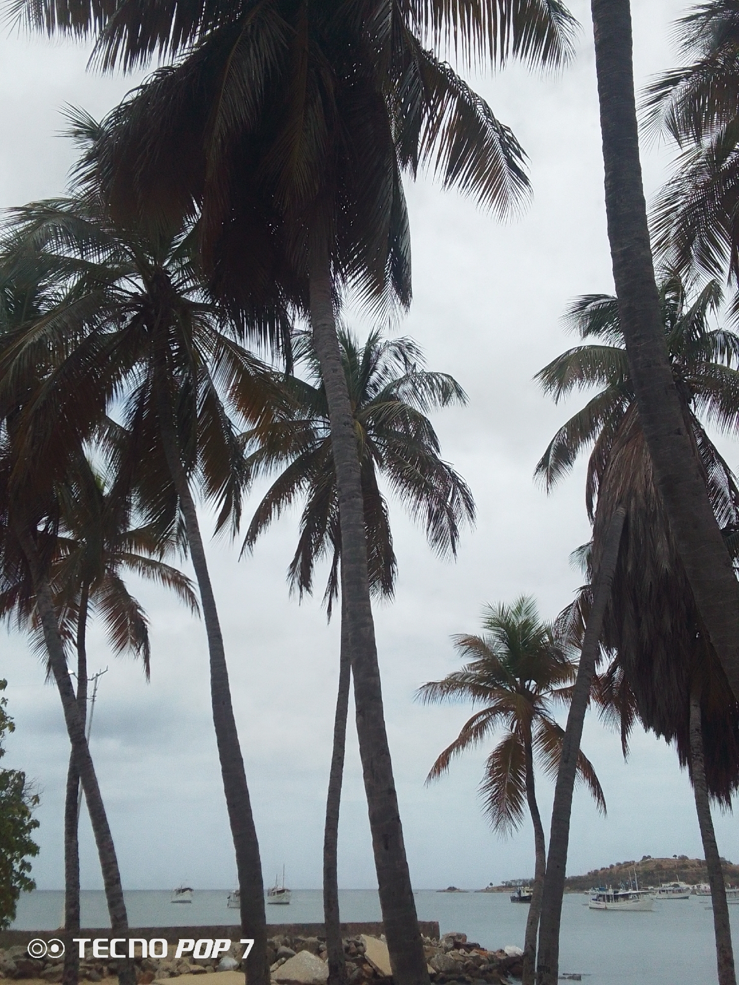 The image presents a serene coastal landscape, likely situated in Altagracia, Venezuela. The scene is dominated by numerous tall palm trees that frame the view, their trunks and dense fronds creating a natural border around the central vista. The palm leaves, appearing dark green to brownish due to the lighting, are spread across the upper and side portions of the frame.
In the mid-ground, a calm body of water, possibly a bay or sea, stretches out under an overcast sky. Several boats and yachts are anchored peacefully in the water; some are small vessels close to the shore, while larger, white-hulled boats are visible further out. The immediate shoreline consists of rocks and some sparse vegetation. In the distance, gentle hills or land masses can be seen, partially enveloped by the muted tones of the sky.
The weather appears to be cloudy, with a uniform light grey sky that diffuses the daylight, creating a soft and tranquil ambiance. There are no people visible in the image, emphasizing the quiet solitude of the natural setting. The overall mood is peaceful and calm, characteristic of a tropical coastal environment on an overcast day.
A visible watermark in the bottom left corner of the image reads "◎◎ TECNO POP 7," indicating the camera or device used to capture the photograph.