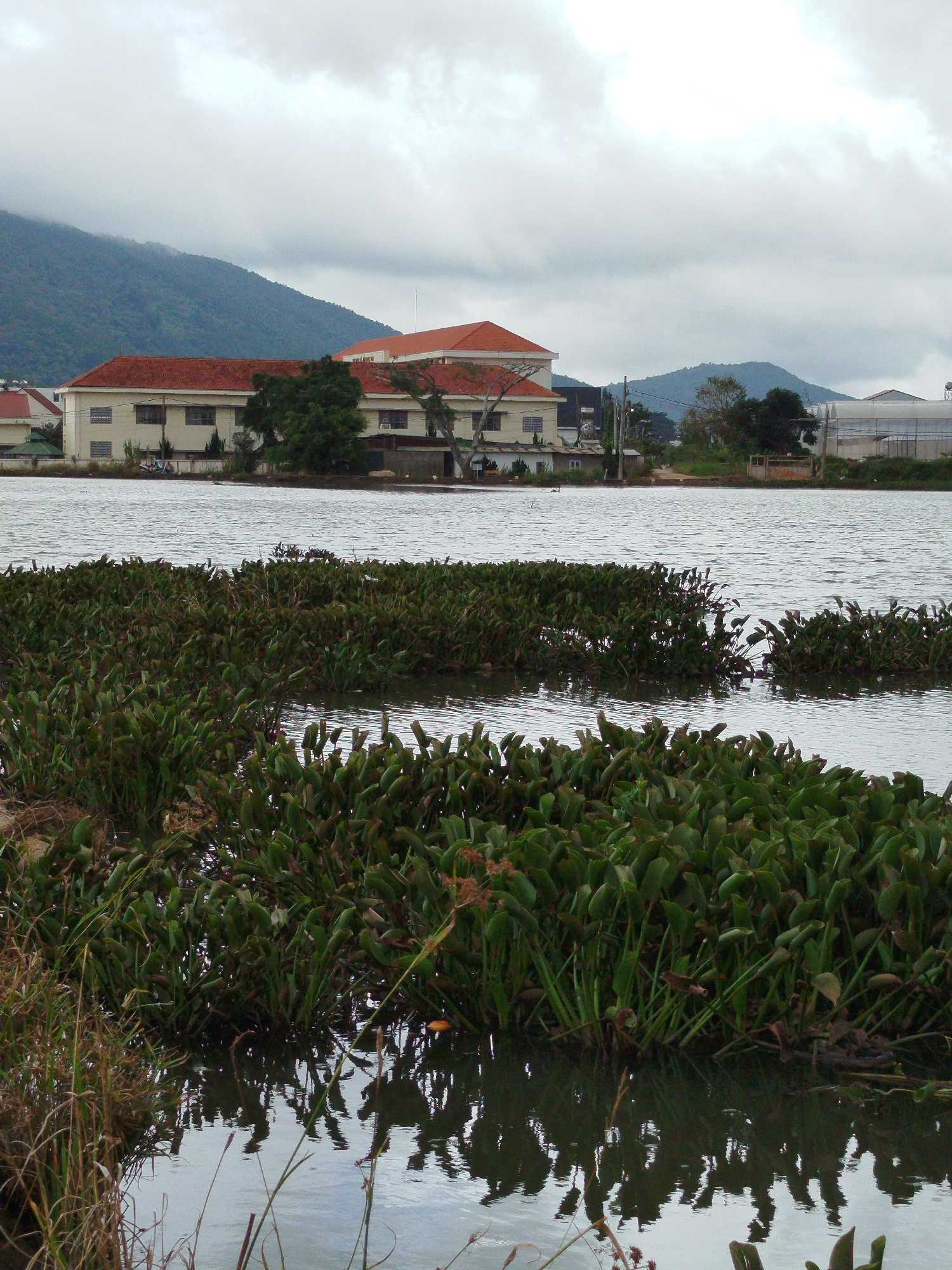The image captures a tranquil scene by a body of water in K'Long, Vietnam, under an overcast sky. In the foreground, dense aquatic vegetation, possibly water hyacinths, floats on the surface of the water, creating a lush green carpet that partially obscures the water. The vegetation is reflected in the calm water below, creating a mirror image.
Across the water, a long, light-colored building with a terracotta-tiled roof is visible. The building appears to be a single-story structure with multiple windows. Behind the building, a verdant, tree-covered mountain range slopes upwards, shrouded in a light mist. The mountain slopes are covered in dense green foliage.
To the right of the main building, a glimpse of a modern greenhouse structure with transparent roofing can be seen, suggesting agricultural activity or a research facility in the vicinity. The overall impression is one of a quiet, natural landscape bordering developed areas, with the overcast weather lending a subdued and peaceful atmosphere to the scene. There are no people visible in the image.