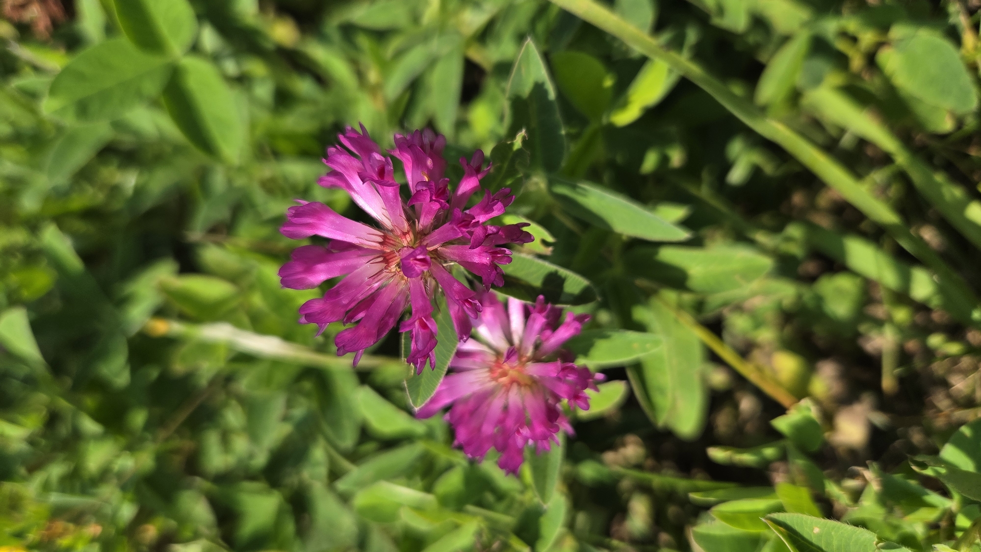 Two bright pink clover flowers are in focus in the foreground, set against a blurry background of green foliage. The flowers are composed of many small, delicate petals. One flower is slightly larger and positioned to the right, while the other is smaller and to the left. The scene is outdoors, likely in a natural setting such as a park or meadow. The image was taken on a sunny day, as indicated by the bright lighting and shadows cast by the leaves. It is not possible to determine the specific location within Salaspils, Latvia based on the visual information provided.