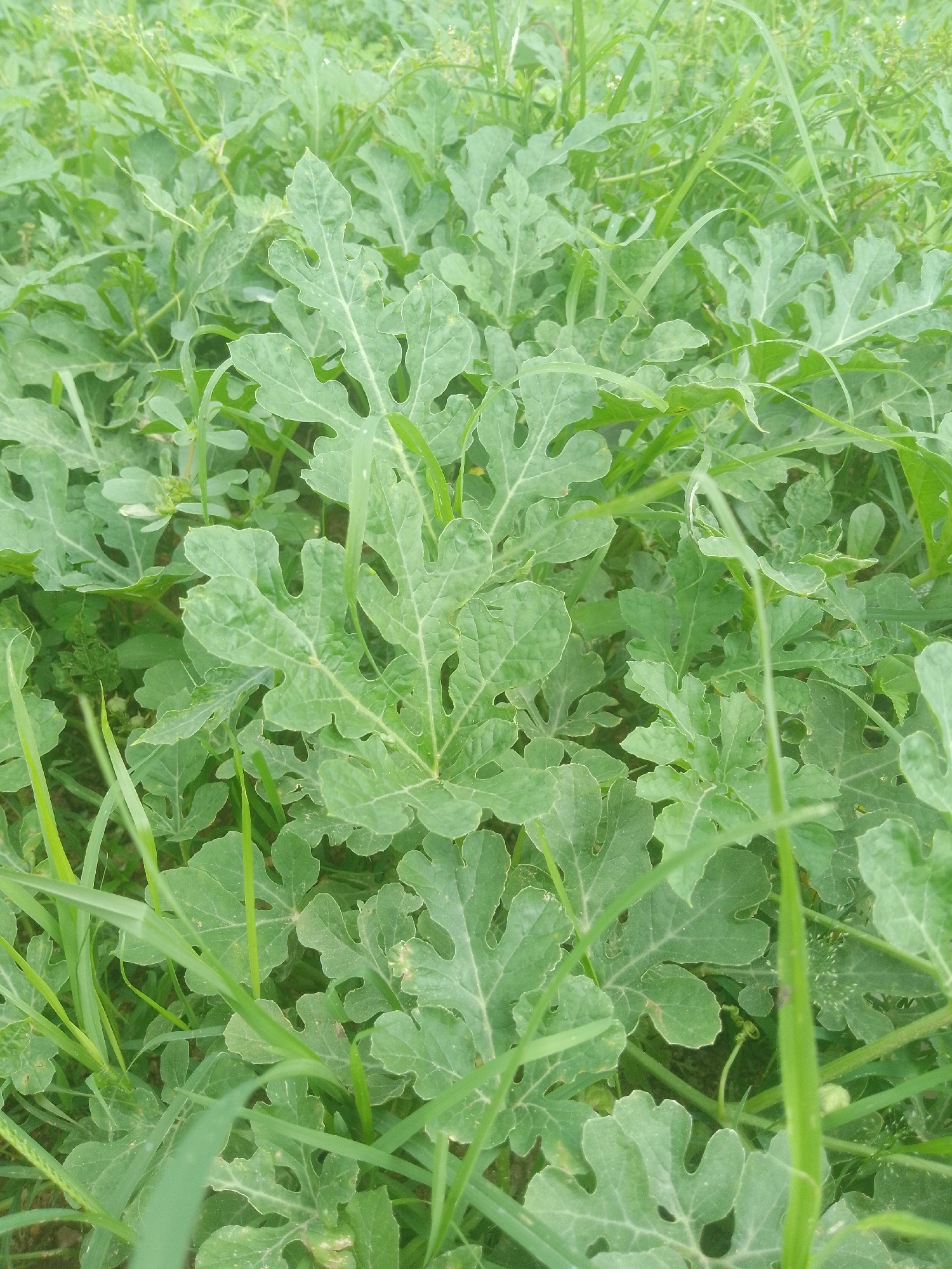 A close-up, eye-level shot captures a dense field of lush green watermelon vines and tall grass. The leaves of the watermelon plants are broad and lobed, with visible veins, and are interspersed with the thinner blades of grass. The overall impression is one of healthy, abundant vegetation, with no clear indication of human presence or activity. The lighting suggests an outdoor environment, possibly during daylight hours.