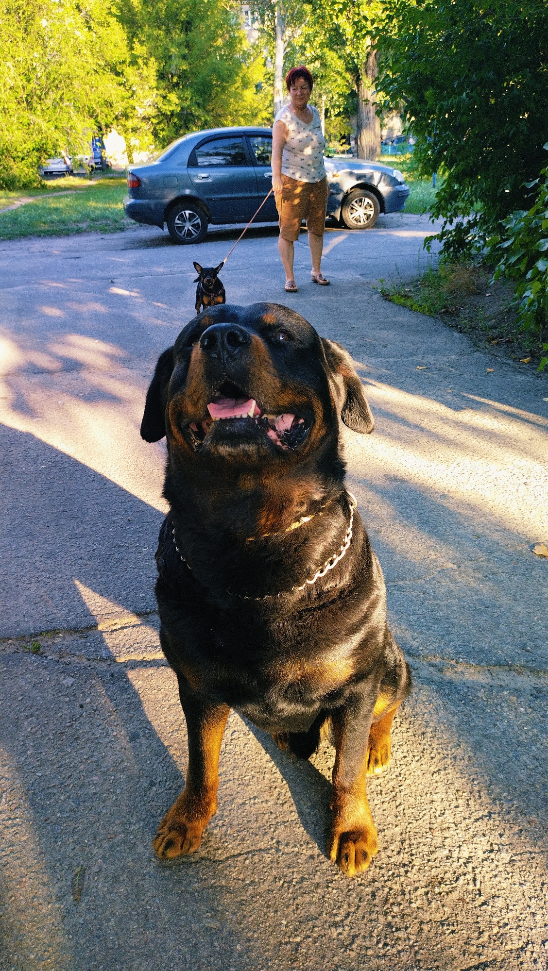The image captures a sun-drenched outdoor scene, likely a street or park area in Horishni Plavni, Ukraine. In the foreground, a large Rottweiler sits attentively, facing the camera with its mouth slightly open and tongue visible, wearing a silver chain collar. Behind the Rottweiler, a small black dog on a leash is positioned slightly to the left. A woman, wearing a patterned t-shirt and brown shorts, stands holding the leash, looking towards the camera with a slight smile. Two cars are visible in the background; a dark blue sedan on the left and a lighter-colored vehicle on the right. The environment includes paved ground, green trees with dappled sunlight filtering through, and hints of buildings in the distance. The lighting suggests it is late afternoon or early morning.