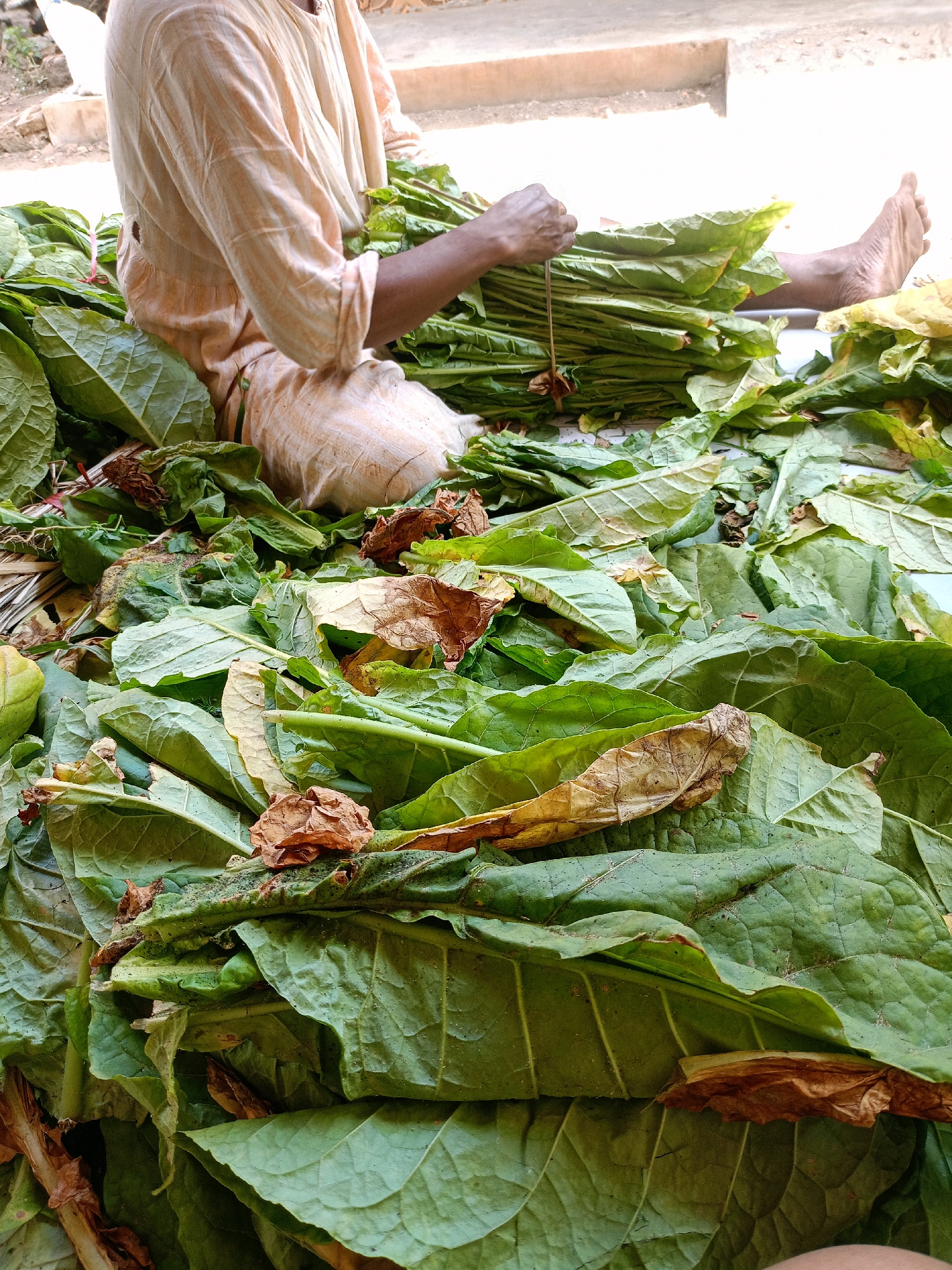 The image shows a person sitting amidst a large pile of green tobacco leaves, likely in Jelbuk, Indonesia, a region known for tobacco cultivation. The person, wearing a light-colored, striped garment, is using their hands to gather and tie a bundle of tobacco leaves. The leaves are abundant, with some appearing fresh and vibrant green, while others show signs of drying or wilting with brown hues. The scene suggests a process of harvesting, sorting, or preparing tobacco for further use. The background is out of focus but appears to be an outdoor setting with a light-colored, possibly concrete, surface. The overall impression is of manual labor involved in agricultural processing.