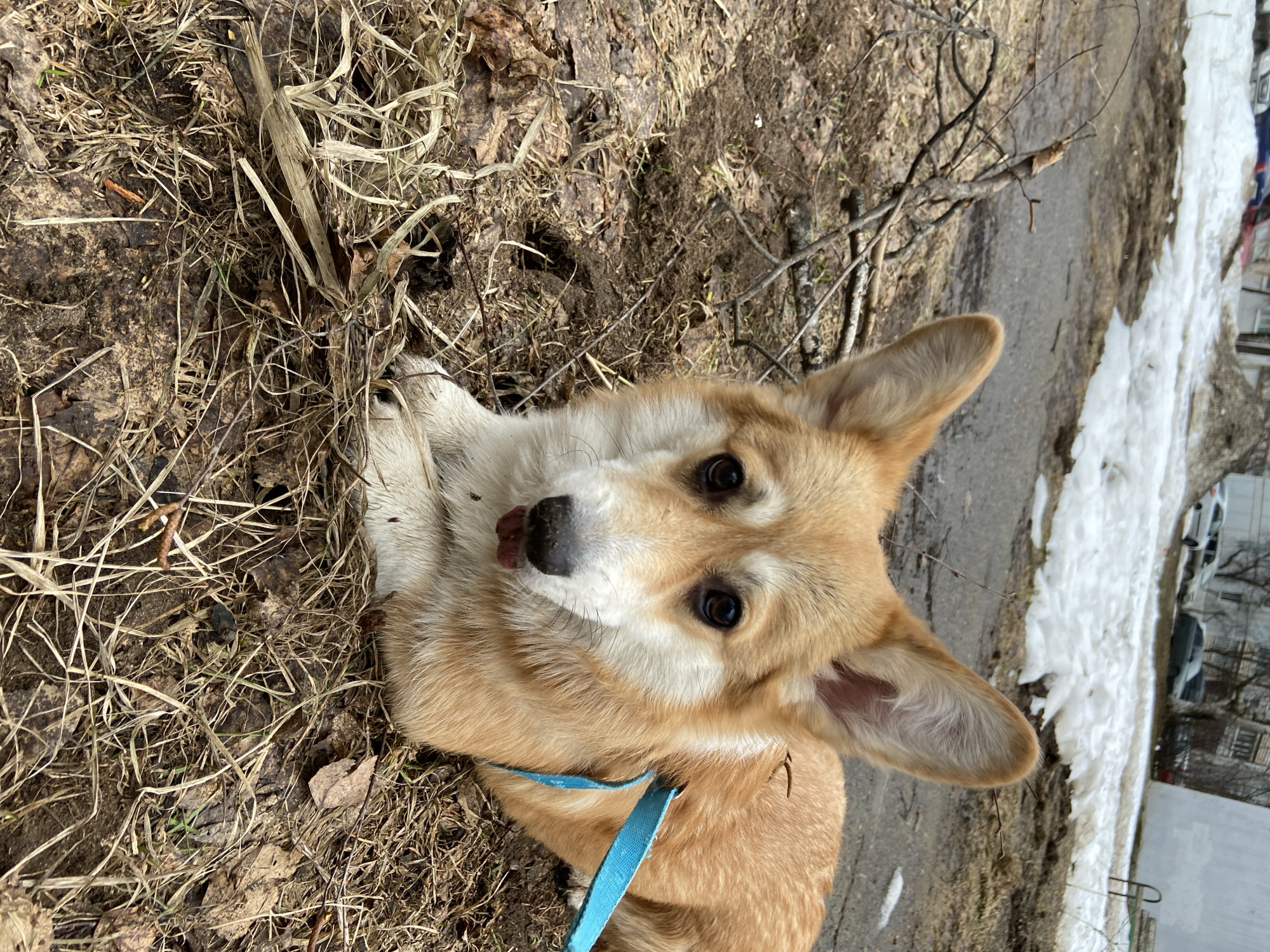 A light-brown corgi dog with a blue leash is lying on the ground in a grassy area in Chaikovsky, Russia. The dog is looking up at the camera with its tongue slightly out. There is snow and a paved path in the background. Buildings and cars can be seen in the far background. The ground around the dog is covered with dry grass and twigs.