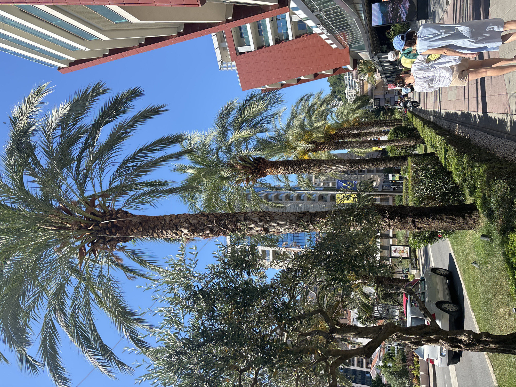In Budva, Montenegro, on a bright sunny day, a tree-lined street features palm trees and an olive tree along the sidewalk. A silver Volkswagen Golf drives on the road. Pedestrians walk on the sidewalk, with a modern building and a shopping center visible in the background. The sky is clear and blue.