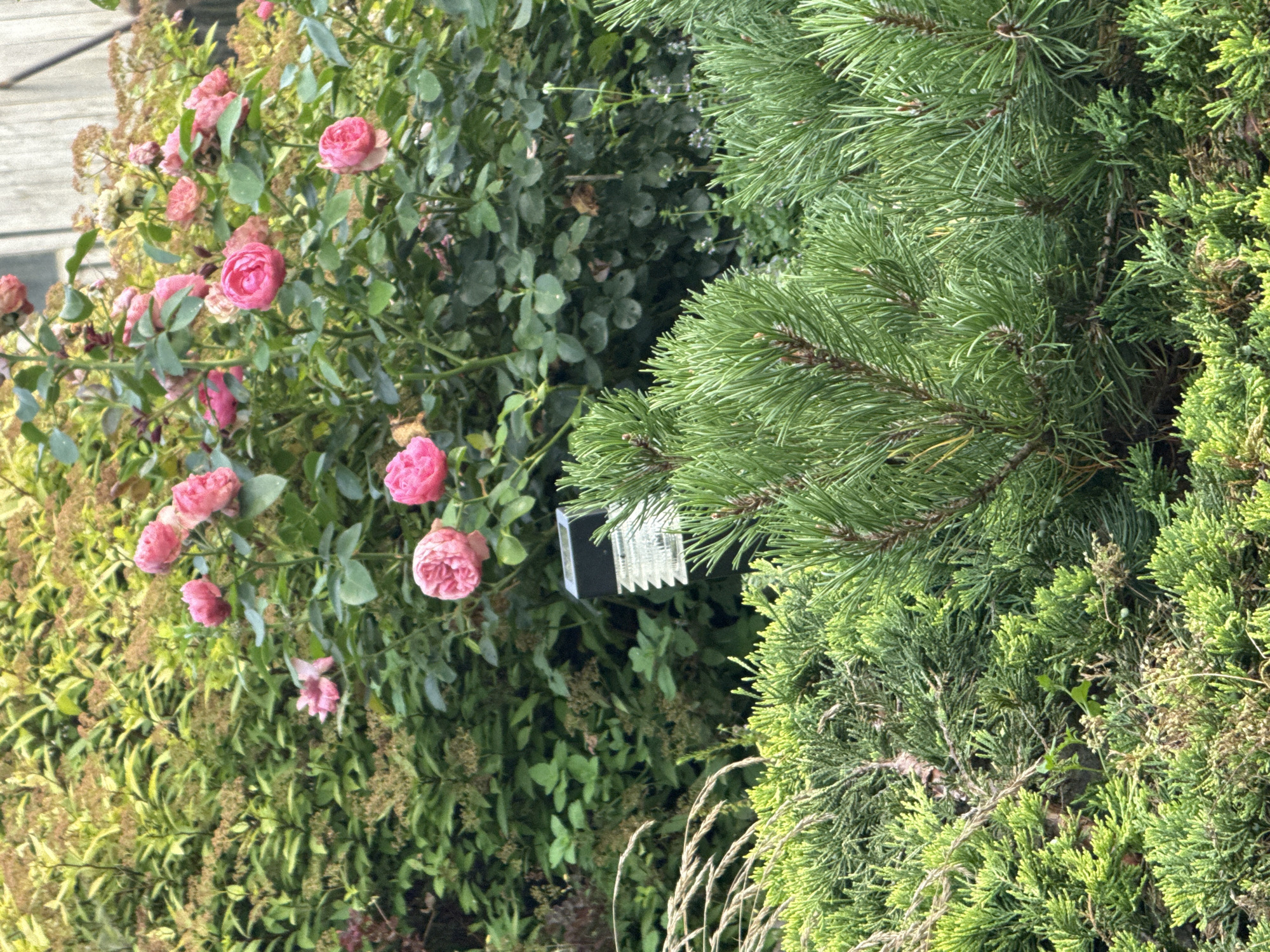 This image depicts a close-up view of a garden with dense green foliage and several pink roses. In the foreground, there are branches of a pine tree and a juniper bush, both appearing healthy and vibrant. A small, modern solar-powered garden light with a ribbed glass shade is visible between the bushes and the roses. The background consists of a rose bush laden with numerous pink blooms and green leaves, interspersed with dried seed heads. Further back, a light-colored wooden fence is partially visible, suggesting the garden is bordered by a structure. The overall impression is one of a well-maintained garden, likely in a residential setting, possibly within the town of Vikraičiai, Lithuania, given the context. There are no people or animals present in the image.