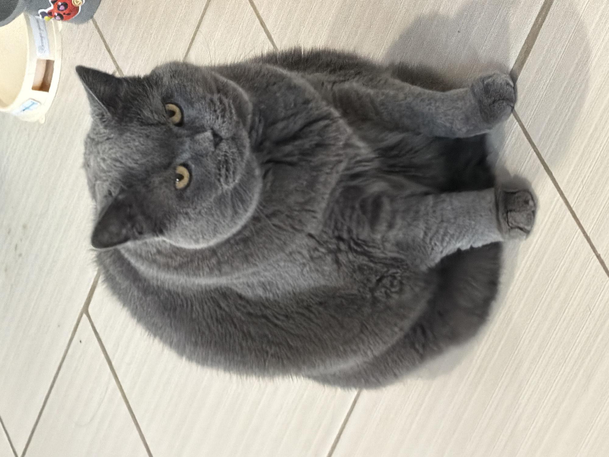 A gray cat lies curled on a light-colored tiled floor, facing the camera. Part of a cat bowl is visible at the top left corner. The background suggests a domestic setting. There is no information to ascertain if the location is Moscow, Russia.