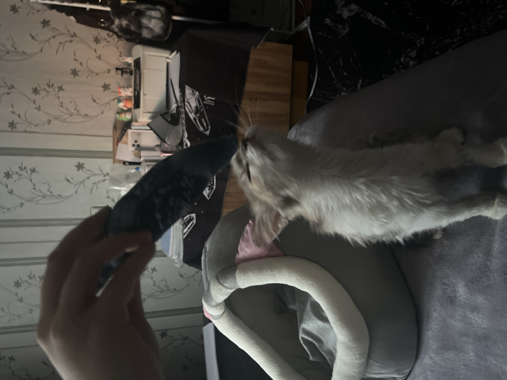 A person's hand holds a dark-colored object above a small, fluffy kitten. The kitten is looking up at the object, its eyes closed and head tilted back. It is sitting on a gray, plush surface, next to a gray and white pet bed. The background shows a wall with floral wallpaper, a desk with various items including a printer and small figurines, and a dark fabric spread across a table. The scene appears to be indoors, likely in a residential setting in Svietlahorsk, Belarus.