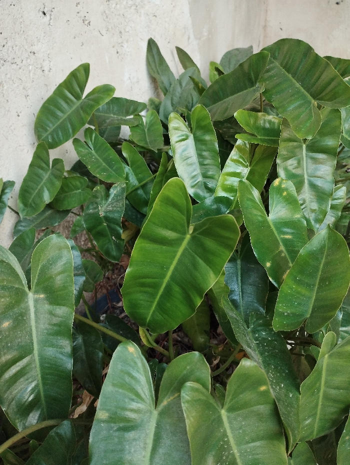A close-up vertical shot depicts a dense growth of green, heart-shaped or sagittate leaves, consistent with a tropical plant species such as Philodendron. The foliage exhibits varying shades of green, with some leaves showing a slight sheen and others appearing duller, possibly due to dust accumulation or natural texture variations. Visible veins traverse the leaf surfaces. The plants grow against and partially obscure a light-colored, textured wall, likely concrete or stucco, which occupies the upper left and top edges of the frame. Darker, shadowed areas beneath and between the leaves suggest underlying soil or ground cover. The scene is illuminated by natural light. This location is within the city of Guacara, Venezuela. No human figures or discernible actions are present.