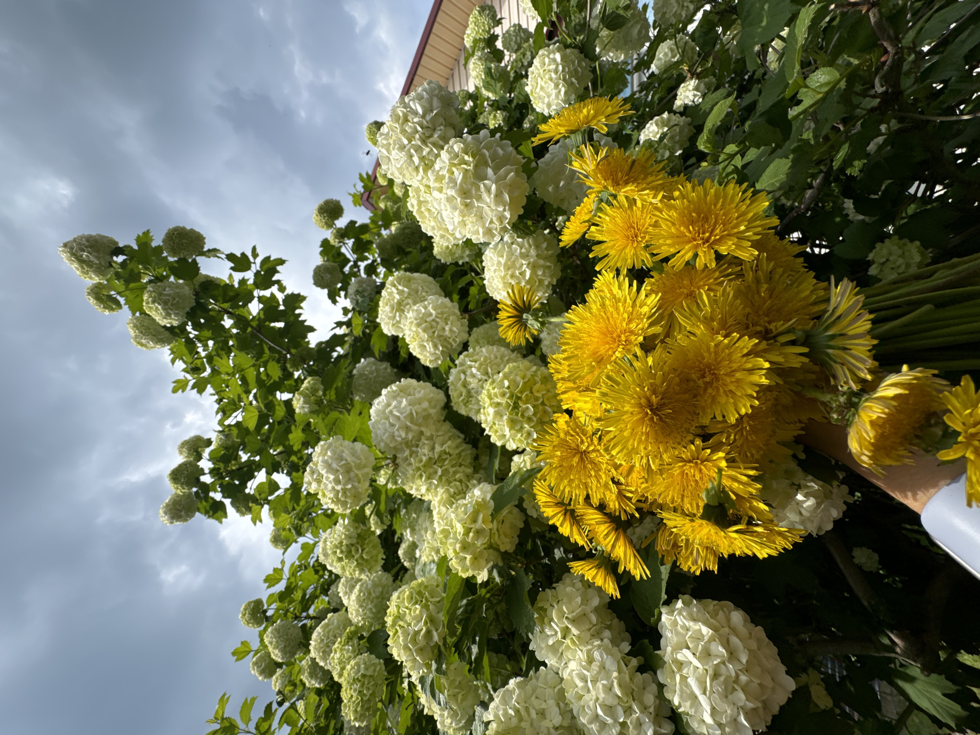 A low-angle shot captures a bouquet of bright yellow dandelions held by a person's hand in the foreground, set against a backdrop of abundant white snowball viburnum flowers and lush green foliage. Above, a cloudy sky looms, with a hint of a building's roofline visible on the right. The scene is likely located in Malaya Kuskunka, Russia, given the context.