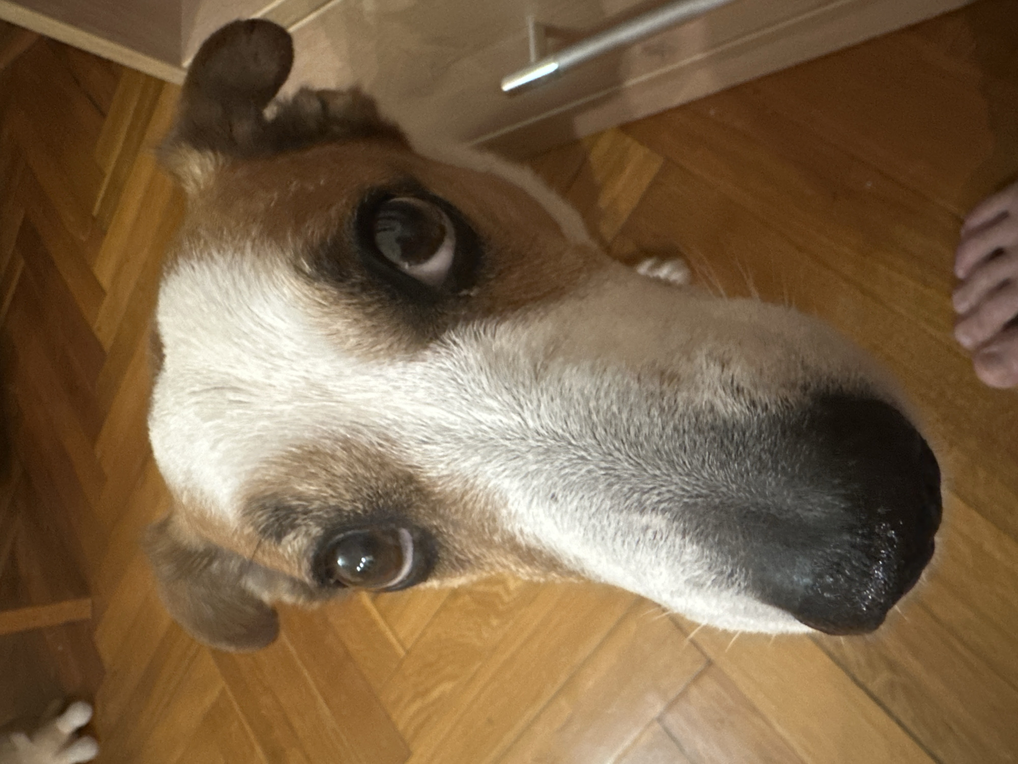 A close-up, high-angle shot shows the head of a Jack Russell Terrier-type dog. The dog has a predominantly white face with brown markings on its ears and around its eyes. Its nose is black and wet. The dog is indoors on a wood floor, with human toes visible in the upper right corner of the frame. A metallic handle is partially visible in the upper center of the image, indicating the presence of a cabinet or furniture. No specific landmarks or details place the image within Sochi, Russia.