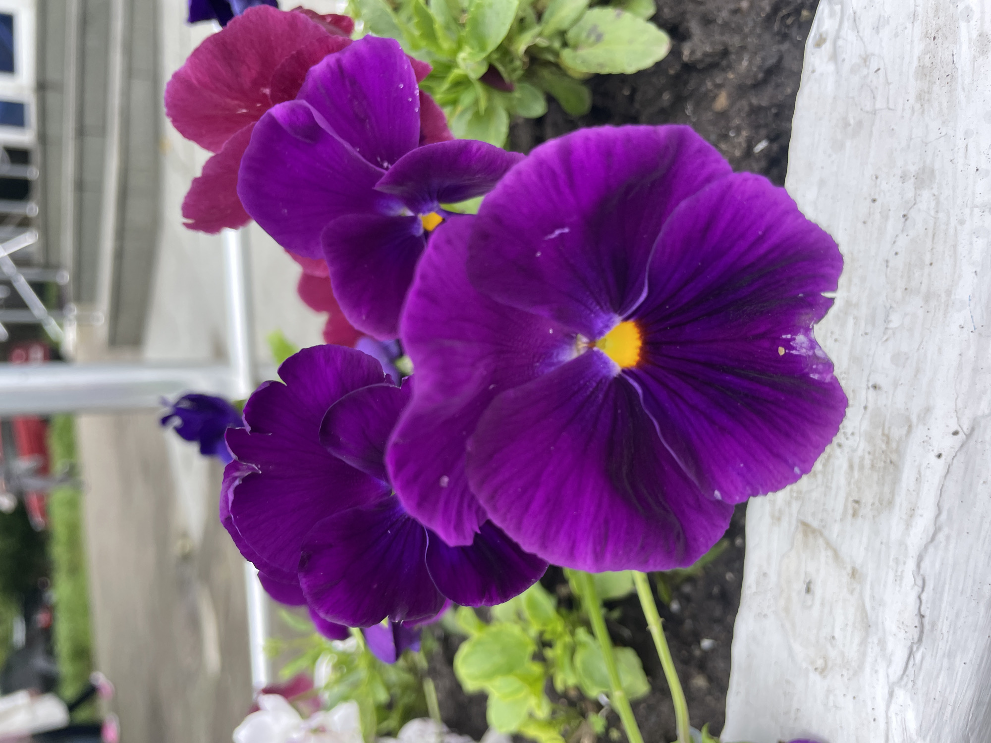 The image shows a close-up of several pansy flowers with purple and maroon petals. Each flower has a yellow center. Green leaves and soil are visible between the blooms. A white wall or container is behind the flowers. A blurry urban background with railing is visible on the left. There is no specific information in the image to identify the location as Sochi, Russia.