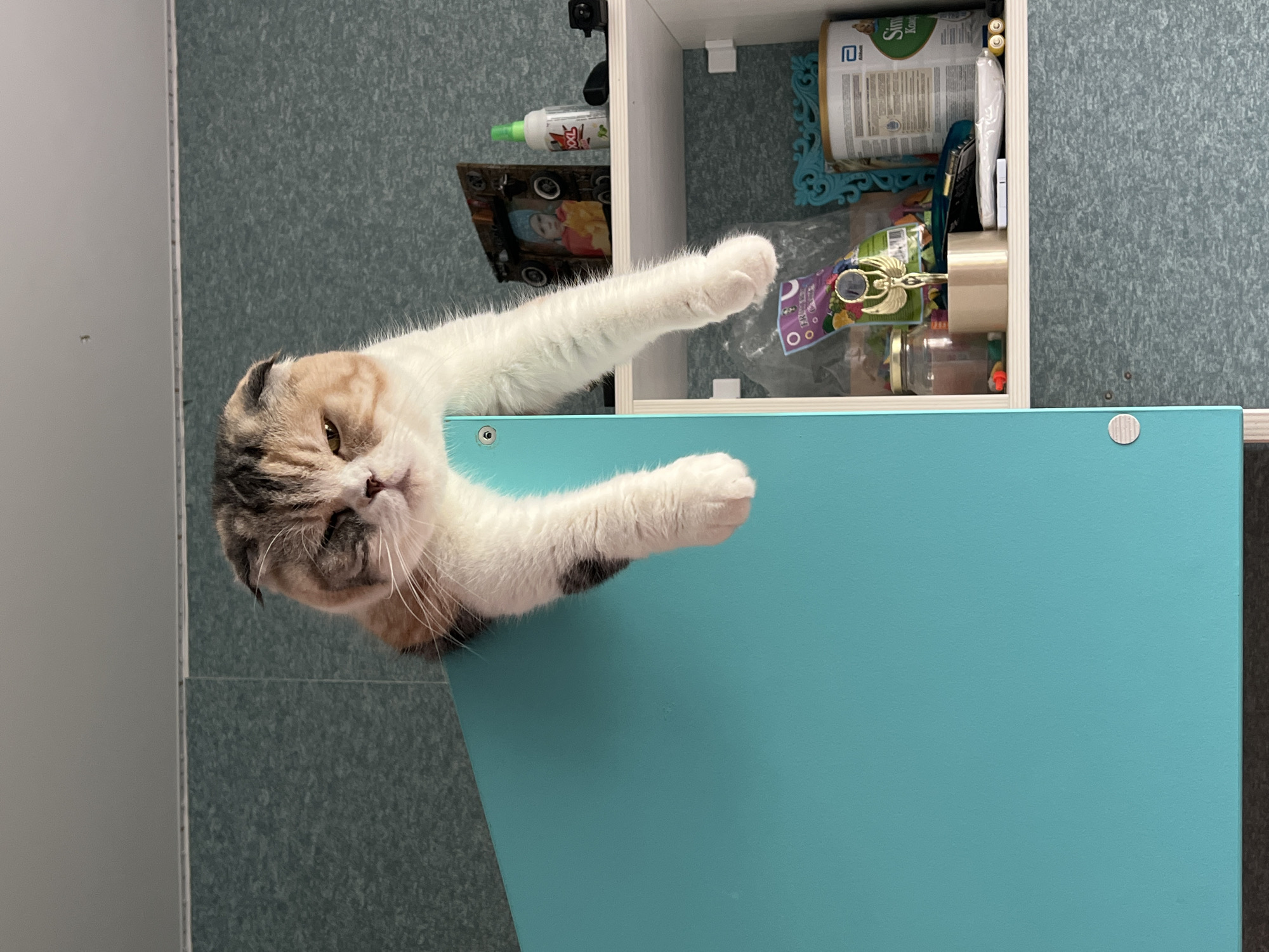A close-up, high-angle shot shows a calico Scottish Fold cat with white paws resting on a teal-colored surface, possibly a drawer or cabinet. The cat is positioned near an open shelf or cabinet, which contains items such as a bottle of cleaner, a framed picture, a container with a green label, and various other objects. The background consists of a textured, muted teal wall or surface. The location is not discernible from the image content; no evidence of the city of Noviy, Russia, is present.