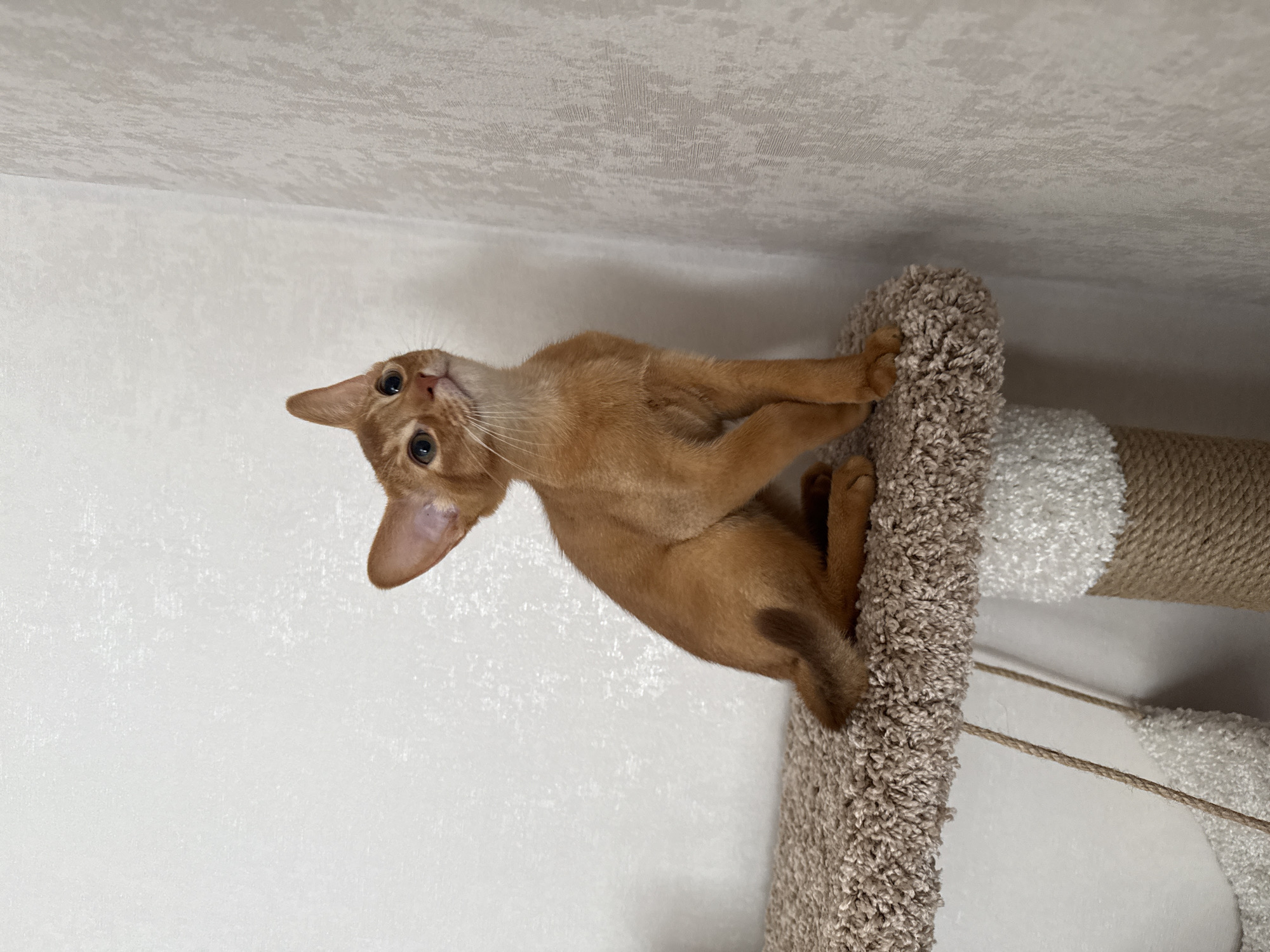 An Abyssinian kitten sits on a multi-level cat tree. The kitten is reddish-brown with large ears and green eyes, looking upwards. The cat tree is covered in beige carpet and rope. The background consists of a white textured wall. The location is not discernible from the image.