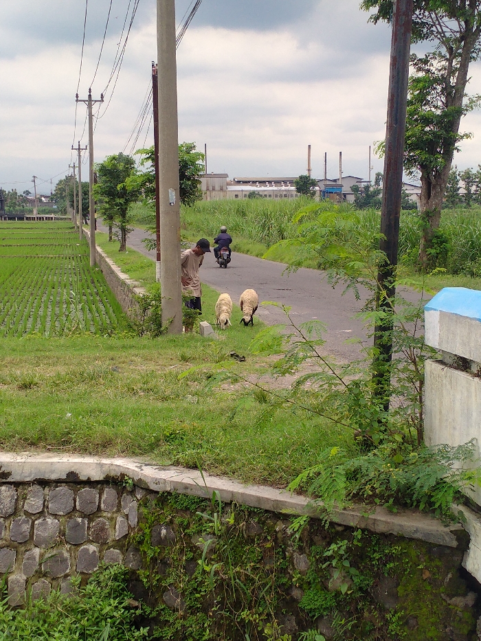 This medium shot captures a semi-rural scene in Kecamatan Kebakkramat, Indonesia, under an overcast sky. The image is dominated by lush green vegetation, a narrow paved road, and utility poles with power lines extending into the distance.
In the foreground, a young man wearing a light-colored shirt and a dark cap stands near a concrete utility pole, looking towards the road. Two light-colored sheep, possibly goats, are grazing on the grassy verge directly in front of him, close to the edge of the road. Further down the road, a person on a black motorcycle is seen driving away from the viewer.
To the left, expansive rice fields stretch towards the horizon, neatly patterned with young green crops. A low stone wall with a concrete cap separates the rice fields from the grassy shoulder of the road. On the right, more dense greenery and small trees line the road. In the mid-ground, a factory complex with several industrial chimneys is visible under the cloudy sky, suggesting a mix of agricultural and industrial landscapes.
The foreground also features a stone retaining wall covered in moss and various plants, indicating a slight elevation change from the lower left to the road level. The overall impression is one of a quiet, everyday scene in a working rural area, with elements of both nature and human infrastructure coexisting. No discernible text is visible in the image.