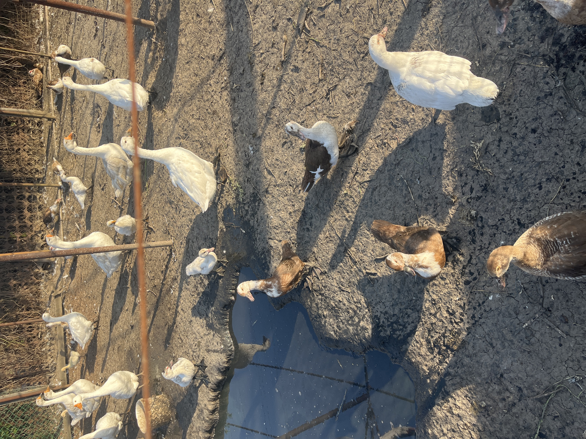 The image depicts a flock of domestic geese and ducks in an outdoor enclosure with a muddy ground and a small pool of water. The enclosure appears to be fenced with wire mesh and metal posts. In the background, a dense hedge or thicket can be seen. Sunlight casts shadows across the ground, suggesting it is either morning or late afternoon. Several white geese are prominent, some standing and others walking. There are also several brown and white ducks, including one near the water's edge. The scene suggests a farm or rural setting, likely in the city of Yanovo-Grushevsky, Russia.