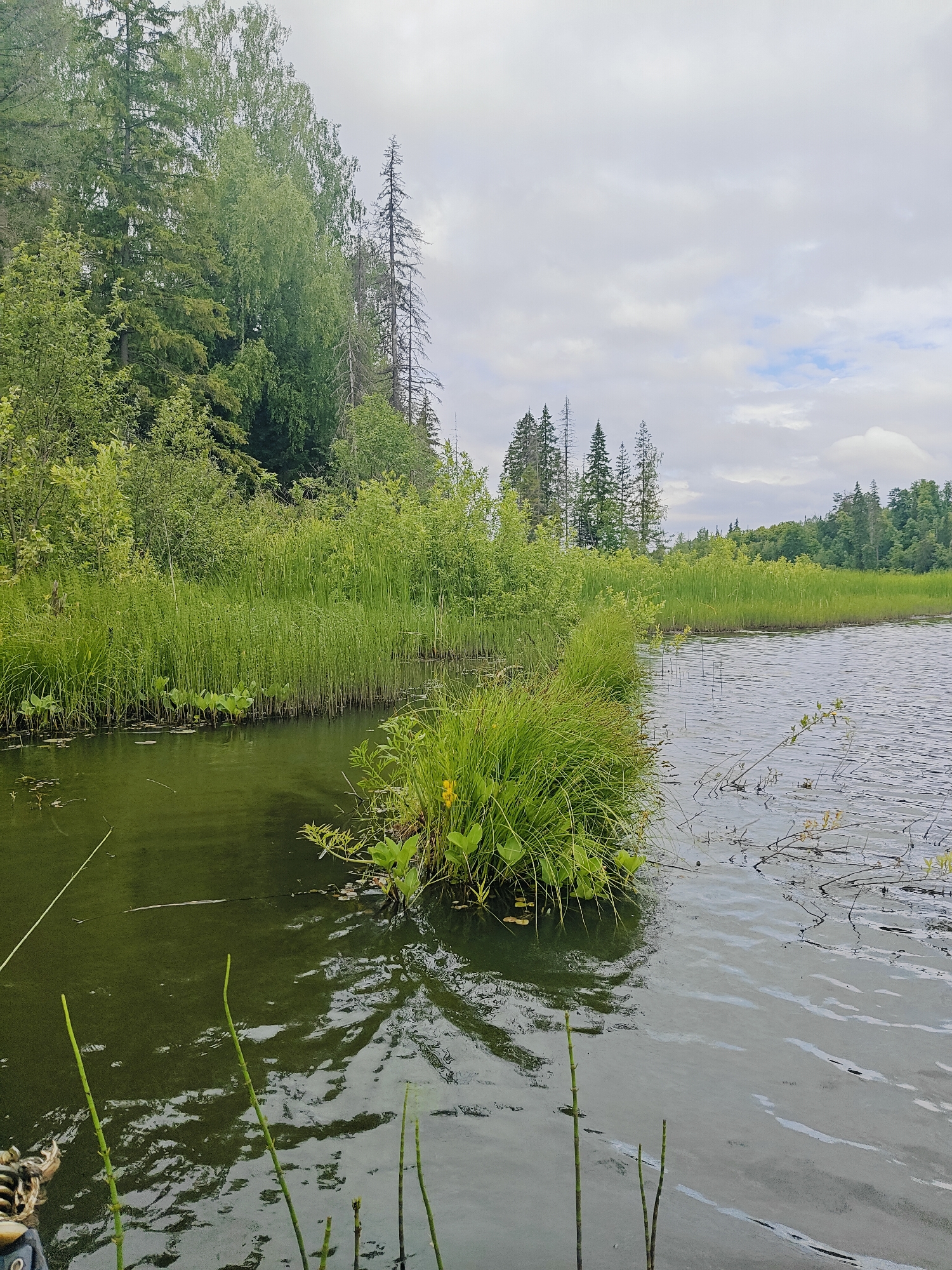 The image depicts a serene natural landscape at the Detskii Dom (Bashenino) in Russia, likely during the summer. The foreground is dominated by a body of dark, reflective water, with several tall green reeds emerging from its surface. To the left and background, a lush bank is covered in dense green vegetation, including tall grasses and various trees. The trees on the far left are a mix of deciduous and coniferous types, their foliage a vibrant green. A cluster of dead, bare trees stands among the living ones, adding a touch of starkness to the scene. The water itself is calm, with gentle ripples and reflections of the surrounding greenery and the overcast sky. The sky is a soft grey with patches of white clouds, suggesting a mild, possibly humid day. The overall impression is one of natural tranquility and abundance, characteristic of a wetland or lakeside environment in a rural setting.