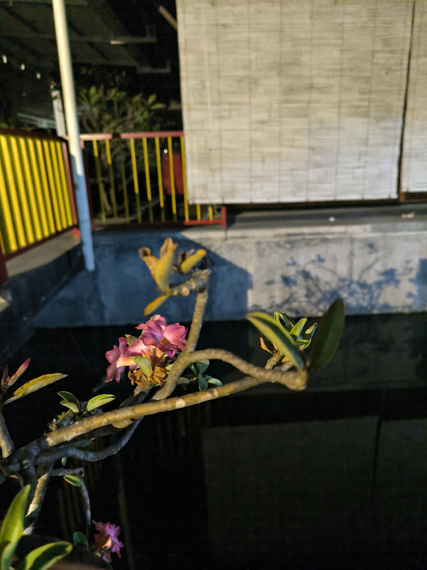 The image shows a close-up of a flowering plant with pink and yellow blossoms. The plant's branches are thick and woody, with some leaves showing signs of yellowing. In the background, a yellow and red fence is visible, as well as a light-colored wall or screen. The lighting suggests it is nighttime, with shadows cast on the ground. The scene appears to be outdoors, possibly in a garden or yard. There are no people or animals present.