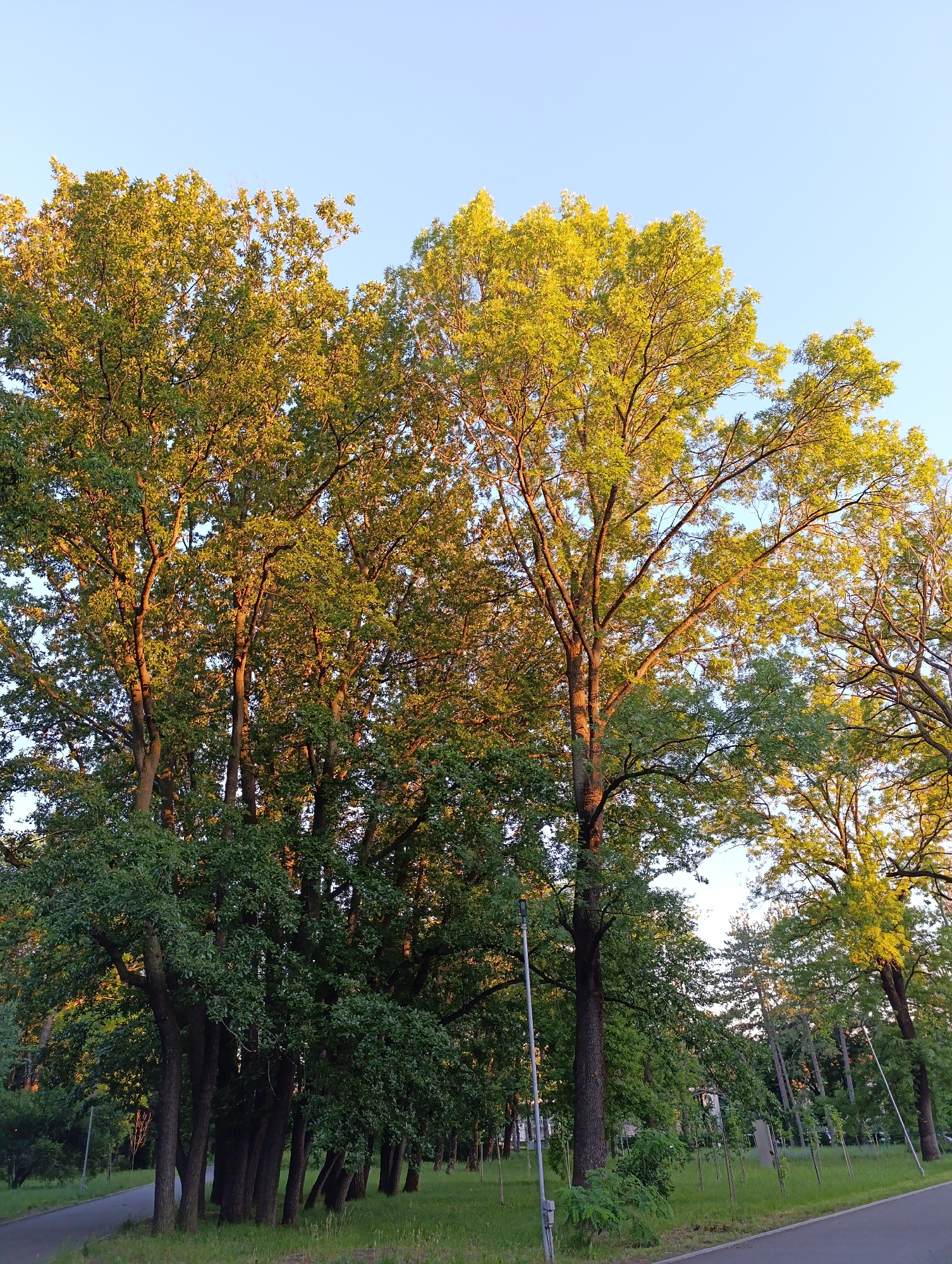 A group of large, mature trees with vibrant green leaves dominates the center of the image, their branches reaching towards a clear, pale blue sky. The sunlight, which appears to be from a low angle, casts a warm glow on the upper parts of the foliage, highlighting the leaves with shades of yellow and gold. The trees are closely clustered, with thick, dark trunks forming a dense cluster in the foreground.
To the right of the main cluster of trees, the foliage thins, revealing more of the sky and other trees with similar golden-hued leaves. The background features a line of smaller, younger trees and some distant, slender pine trees.
In the lower left and right portions of the image, paved pathways or roads are visible, bordered by a strip of green grass. A tall, grey lamp post with a light fixture stands to the left of the main tree cluster, partially obscured by the branches. The overall impression is of a park or wooded area during a pleasant time of day, likely late afternoon or early evening due to the direction of the light.