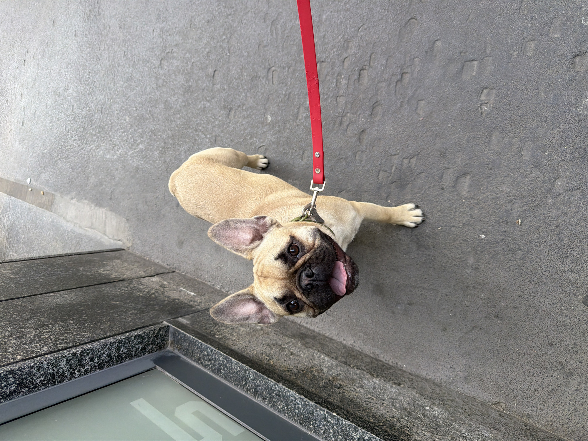 A fawn-colored French Bulldog is depicted from an overhead perspective while standing on a gray paved surface, secured by a red leash. The dog is oriented to the left, with its head angled upwards and to the side, tongue visible. To the left of the dog, is a dark gray, rectangular object, possibly a public display or sign. The environment consists of urban paving stones, suggesting a city sidewalk. Given the details provided in the context, the location is Milan, Italy.