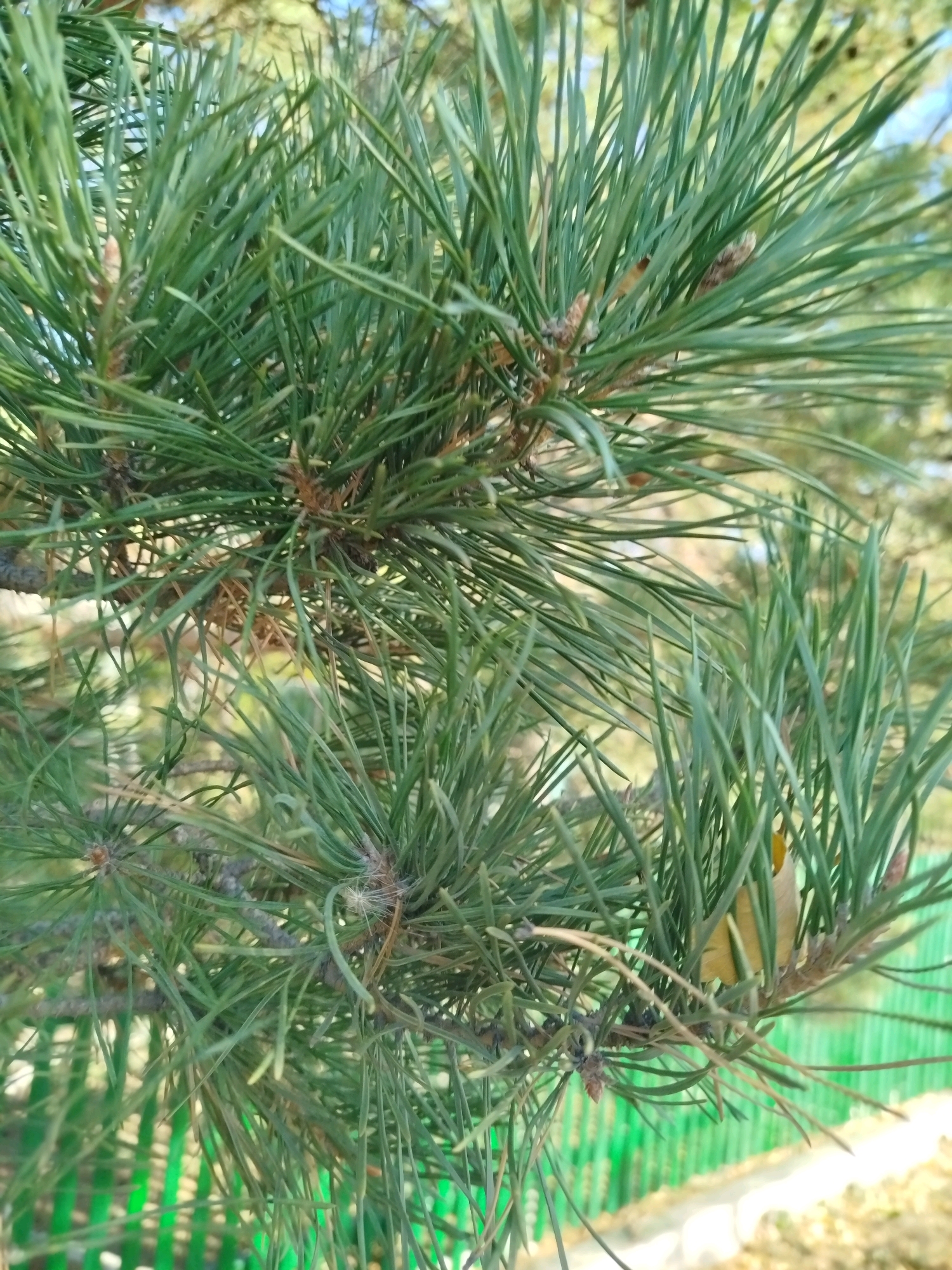 A close-up shot focuses on green pine needles and branches of a coniferous tree. In the background, a bright green, slatted fence is visible, suggesting an outdoor environment. The lighting indicates it is daytime, with sunlight filtering through the foliage. The image is taken at a low angle, looking up into the tree. There are no people or animals present in the frame. The overall scene depicts a natural element within a potentially urban or suburban setting, given the presence of the fence.