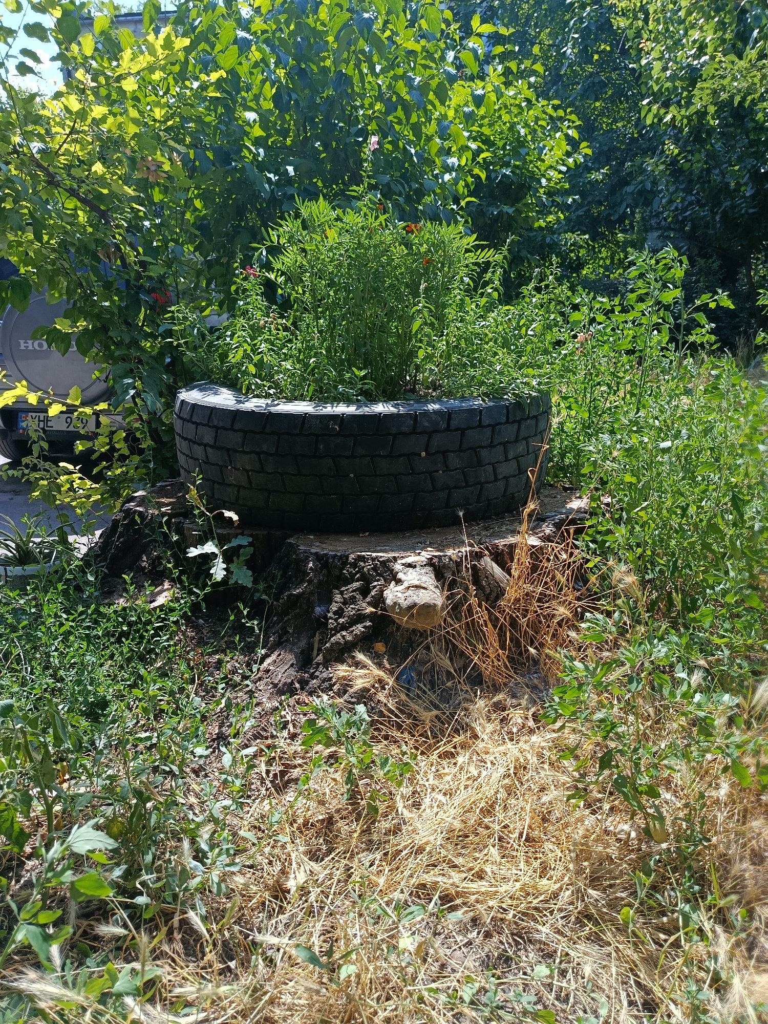 The image depicts a rustic garden scene, likely in Chișinău, Moldova. A prominent feature is an old tire repurposed as a planter, filled with lush green vegetation and a few small red flowers. This tire planter sits atop a large, weathered tree stump, which itself is surrounded by overgrown grass and dried straw. In the background, dense green foliage from trees and bushes creates a natural backdrop. To the left, part of a vehicle is visible, with a license plate displaying the characters "YH 939" and the word "HONDA" on its rear. The overall impression is one of a creative, slightly wild, and naturalistic outdoor space, possibly a backyard or a less-manicured urban green area.