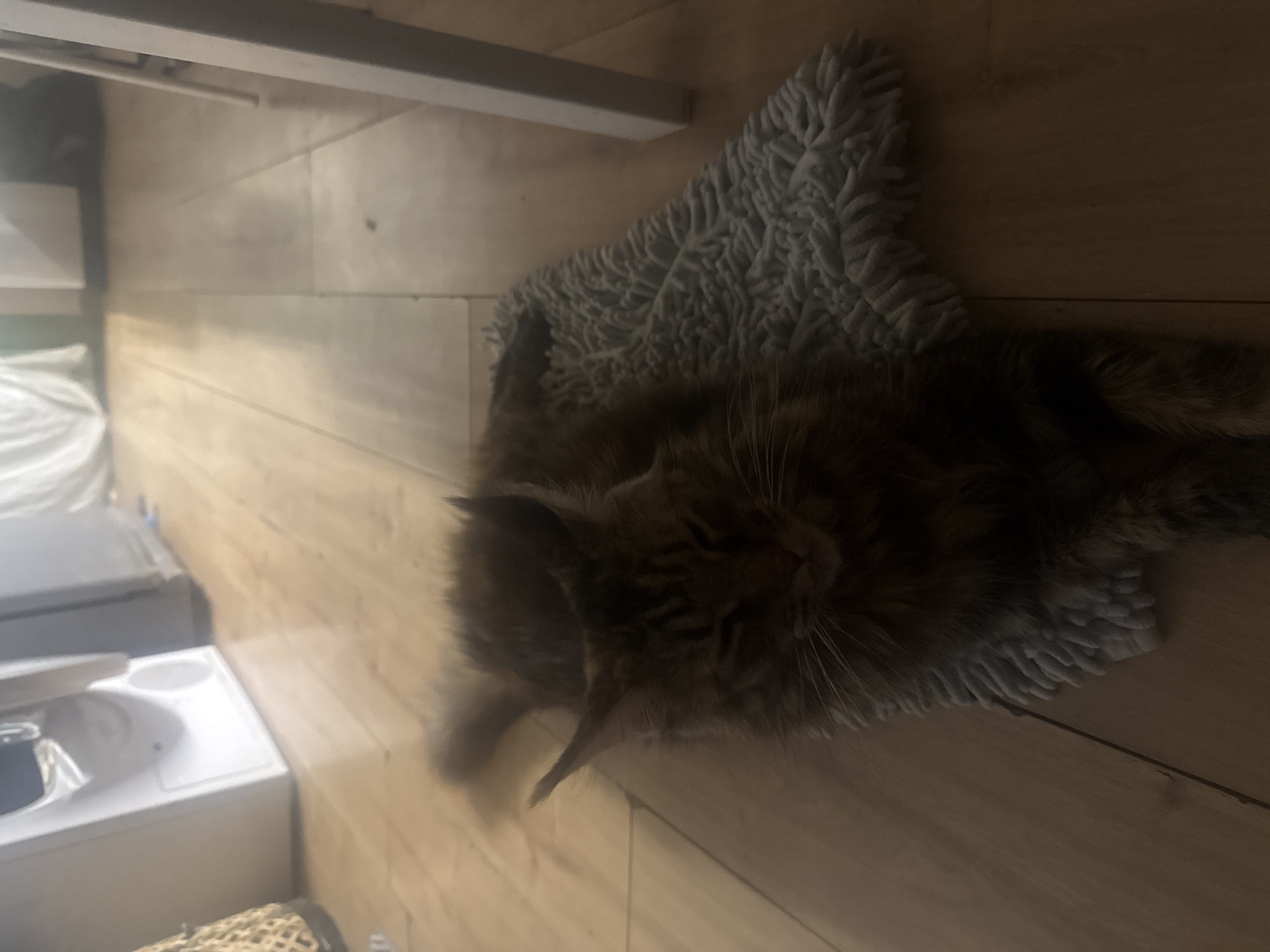 A long-haired brown cat is lying on a gray shag rug on a wooden floor. The cat is looking down with its eyes mostly closed. The background shows a white washing machine or dryer, and white curtains. The lighting is dim, creating shadows on the floor and obscuring some details of the environment. The image does not contain any information that would allow for determining its location in Herzliya, Israel.