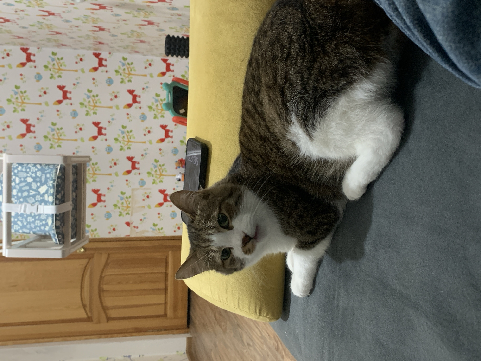 A brown and white tabby cat is lying on a yellow and gray upholstered piece of furniture, possibly a sofa or armchair. The cat is looking towards the camera with its head turned. Adjacent to the cat is a smartphone displaying the time "23:35." Behind the cat and the furniture, there's a wall covered in wallpaper featuring a repeating pattern of trees, foxes, and flowers. Next to the wall is a wooden structure with a blue and white fabric element. The location is the city of Chaikovsky, Russia.