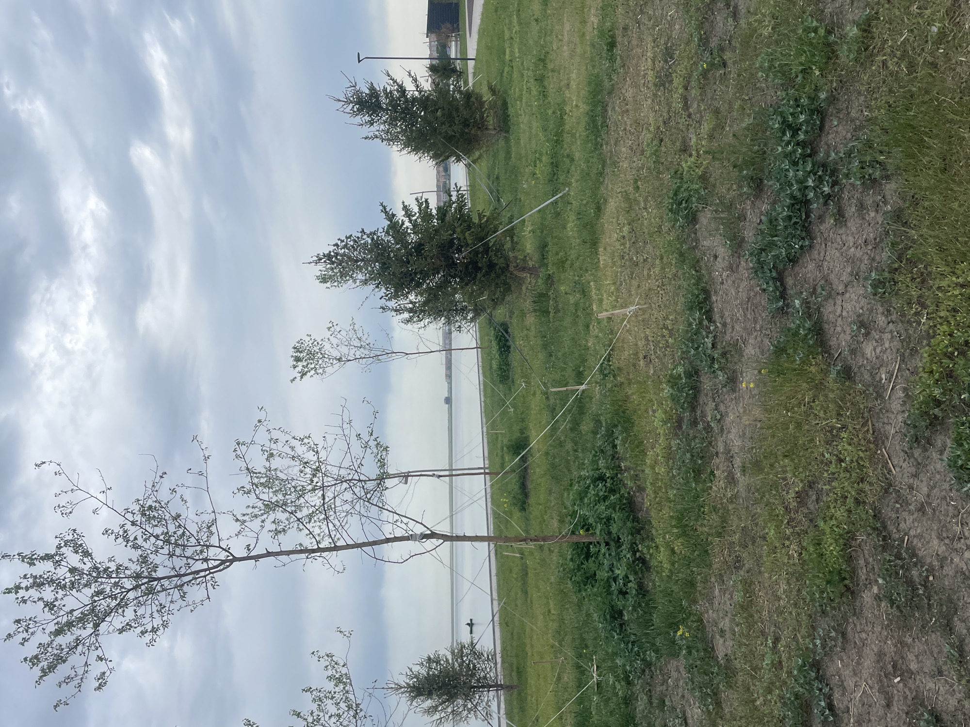 A long, slightly angled shot shows several trees planted in a grassy area. In the background is a large body of water with a barely visible shoreline and possibly buildings on the far side. The sky is overcast with light and dark grey clouds. Several of the trees are saplings that are supported by stakes and white straps. The ground is a mix of green grass, some bare dirt patches, and some small weeds. No people are clearly visible in the image. The overall impression is a park-like area. The location is Kokshetau, Kazakhstan.