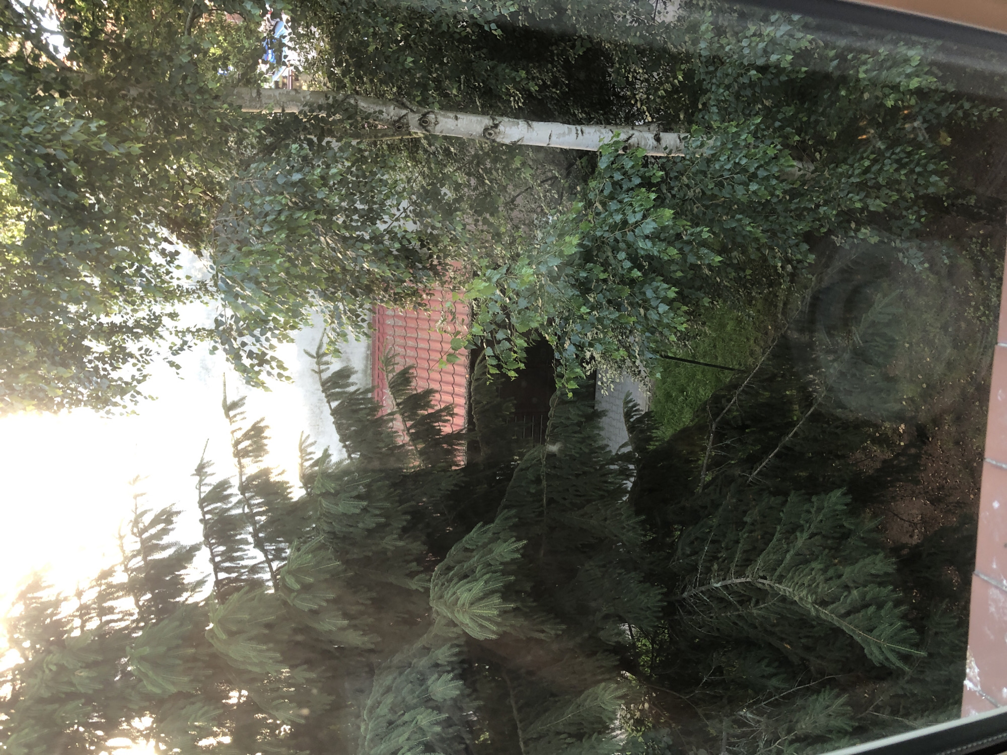 The image shows a view from a window looking out at a yard with trees. In the foreground, on the left, is a large dark green evergreen tree. To the right of the evergreen, and slightly further back, is a lighter green deciduous tree with a white, multi-banded trunk, possibly a birch tree. The deciduous tree has many small leaves. Behind these trees, a red tiled roof of a building is visible. Sunlight is filtering through the leaves of the trees, creating bright spots and dappled shade. The ground appears to be covered in grass and possibly some fallen leaves. The scene appears to be a residential area. It is plausible this is a view from a window in Siechnice, Poland, given the context.