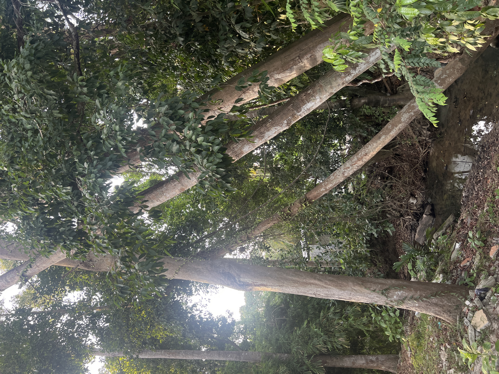 The image depicts a natural scene with a focus on several large tree trunks, oriented vertically. The trees are tall and have rough bark, with some sections appearing lighter in color, possibly due to weathering or lichen growth. Lush green foliage from these trees dominates the upper portion of the frame, creating a dense canopy. Sunlight filters through the leaves, creating dappled lighting effects and highlighting some of the branches.
Below the trees, a narrow body of water, possibly a stream or ditch, is visible. The water appears somewhat murky and reflects the surrounding greenery. The banks of the watercourse are covered in undergrowth, fallen leaves, and some scattered rocks and debris, suggesting an uncultivated or natural environment.
The overall impression is one of a dense, somewhat overgrown natural setting, likely in a tropical or subtropical region given the abundant greenery. The time of day appears to be daytime, with the sunlight indicating it's not early morning or late evening. There are no people or man-made objects clearly visible, emphasizing the focus on the natural elements. The image captures a sense of tranquility and the wildness of nature.