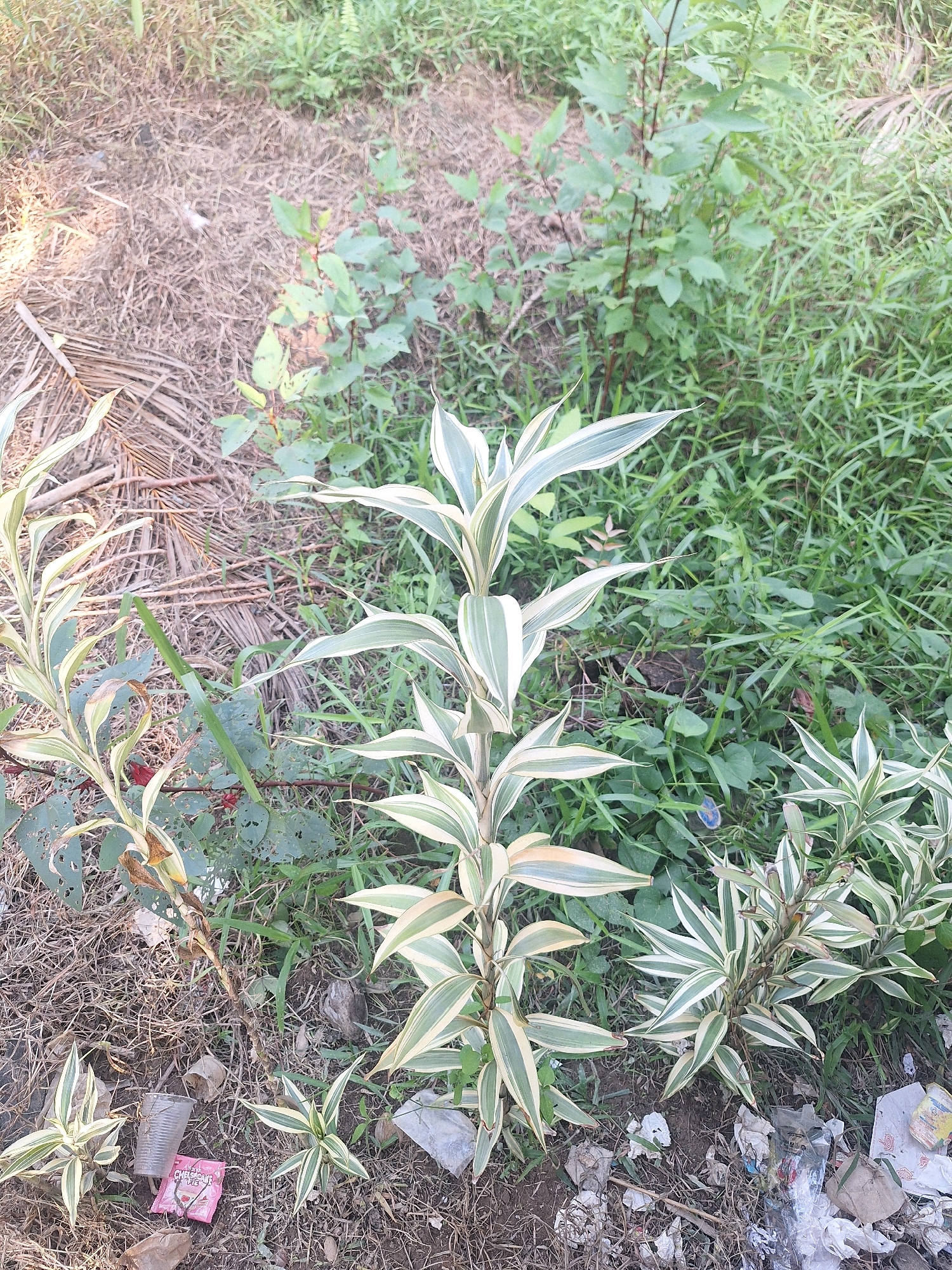 The image depicts a natural outdoor scene with several plants and a patch of dry grass. In the foreground, various types of foliage are visible, including variegated plants with long, slender leaves that are green and white striped. Some of these plants are small and bushy, while others are taller and more upright. Amongst the plants, there is some litter, including a clear plastic cup and a pink sachet. The ground is a mix of soil, dry grass, and fallen leaves. In the background, more lush green vegetation can be seen, suggesting a natural or semi-natural environment. The lighting suggests it is daytime. The location is identified as Air Tawar, Indonesia, but no specific landmarks or human activity are identifiable in the image that would tie it to this location other than the provided text.