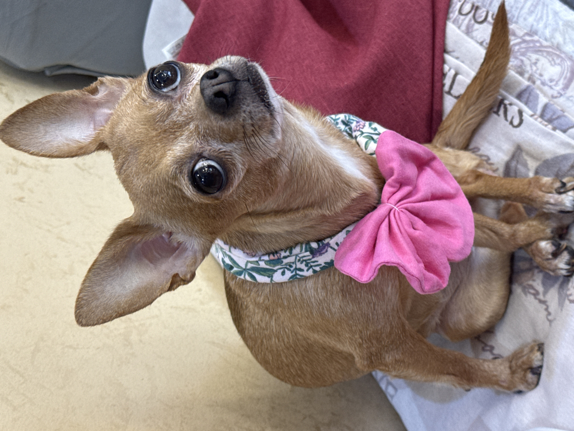 A small, tan Chihuahua dog with large, dark eyes and upright ears is seated on a patterned blanket. The dog is wearing a fabric collar with a floral pattern and a large, pink bow tied in front. Behind the dog, to the left, is a textured, light yellow wall. To the right, a dark red cushion is visible. The scene appears to be indoors, possibly in a home. The location of this image in Burgas, Bulgaria, is not specified in the visual information provided.